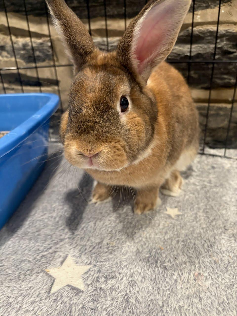 Sunny, a Adoptable mixed breed in North Wales , PA image 2/2