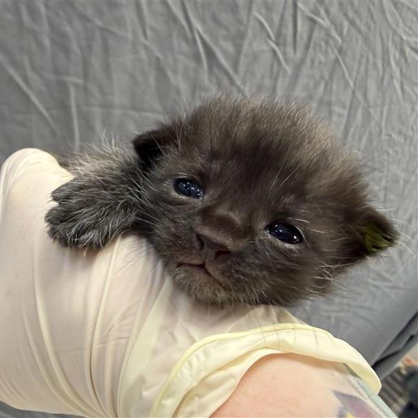 Enlarge Fred, a Adoptable Domestic Short Hair in Houston, TX image 1/6