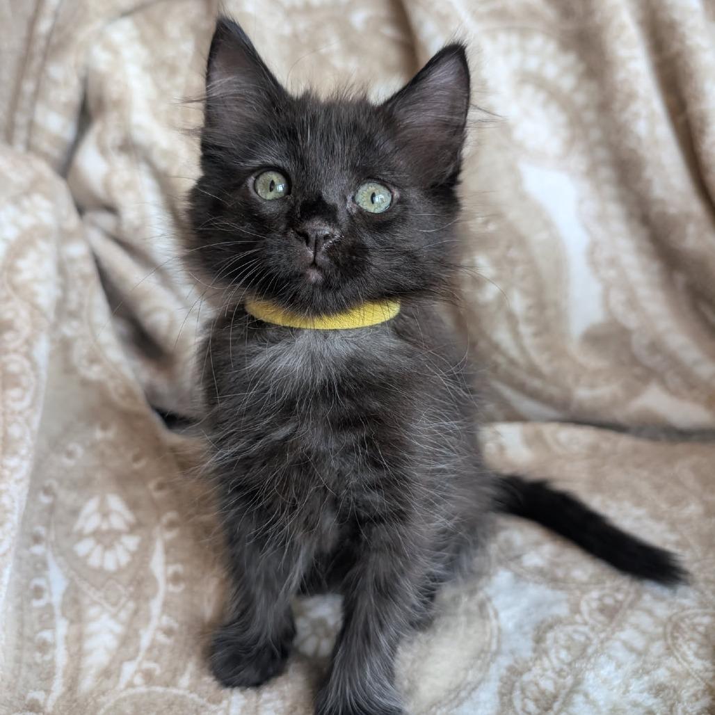 Enlarge Fred, a Adoptable Domestic Short Hair in Houston, TX image 2/6