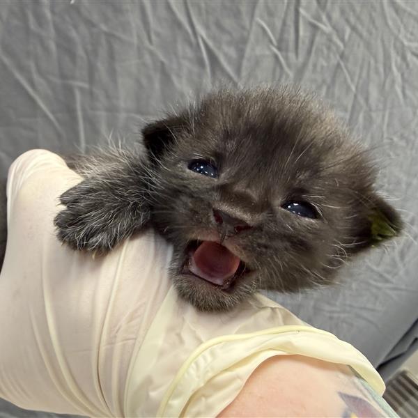 Enlarge Fred, a Adoptable Domestic Short Hair in Houston, TX image 3/6