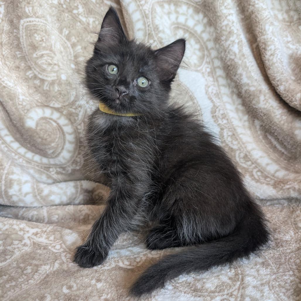 Enlarge Fred, a Adoptable Domestic Short Hair in Houston, TX image 4/6