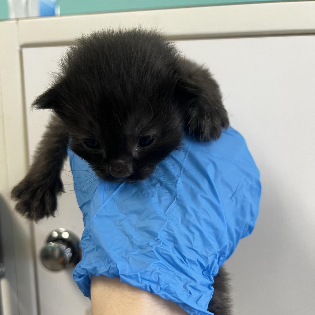 Enlarge Fred, a Adoptable Domestic Short Hair in Houston, TX image 6/6