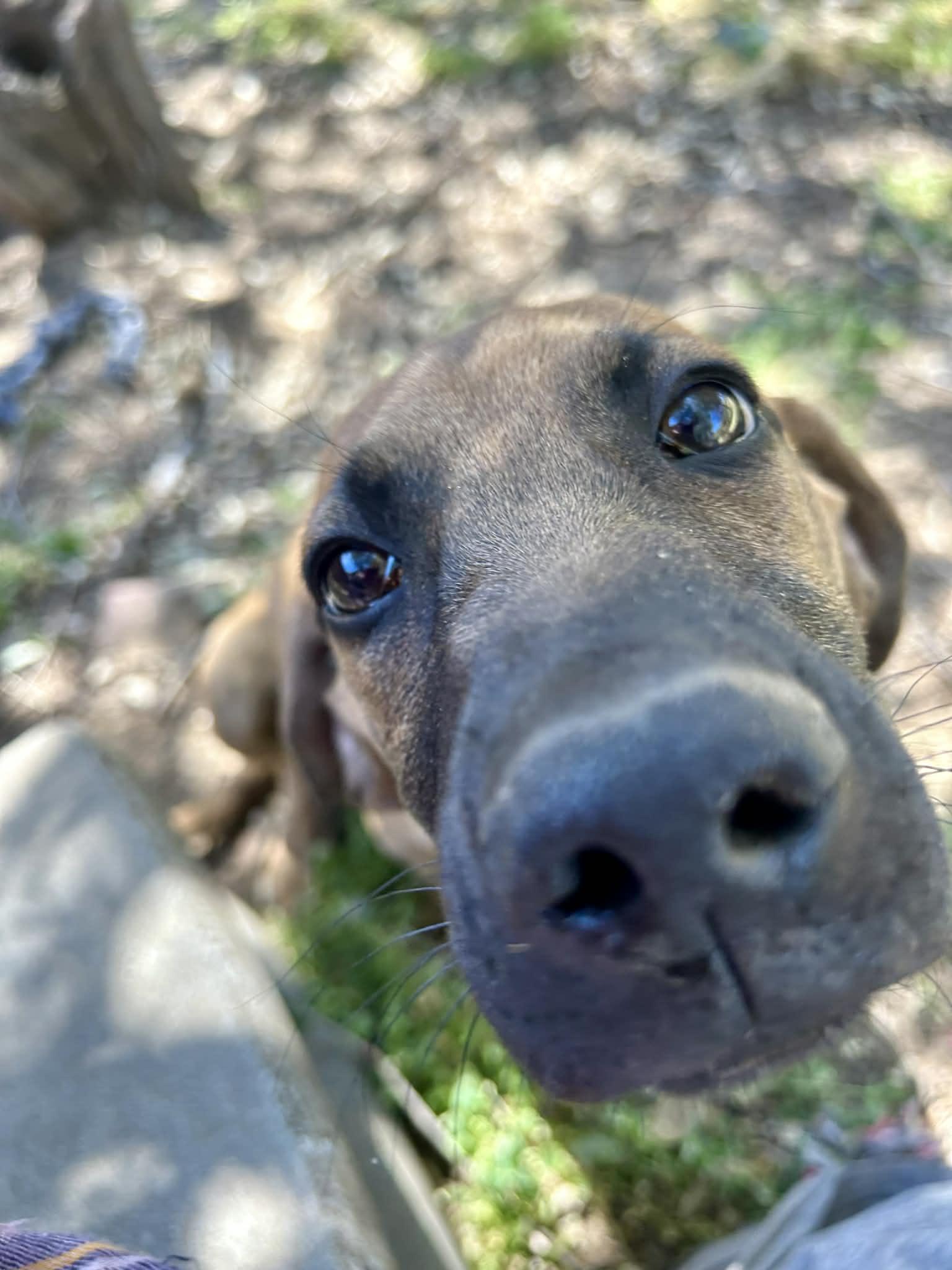 Enlarge Coney, a Adoptable mixed breed in TULSA, OK image 1/6