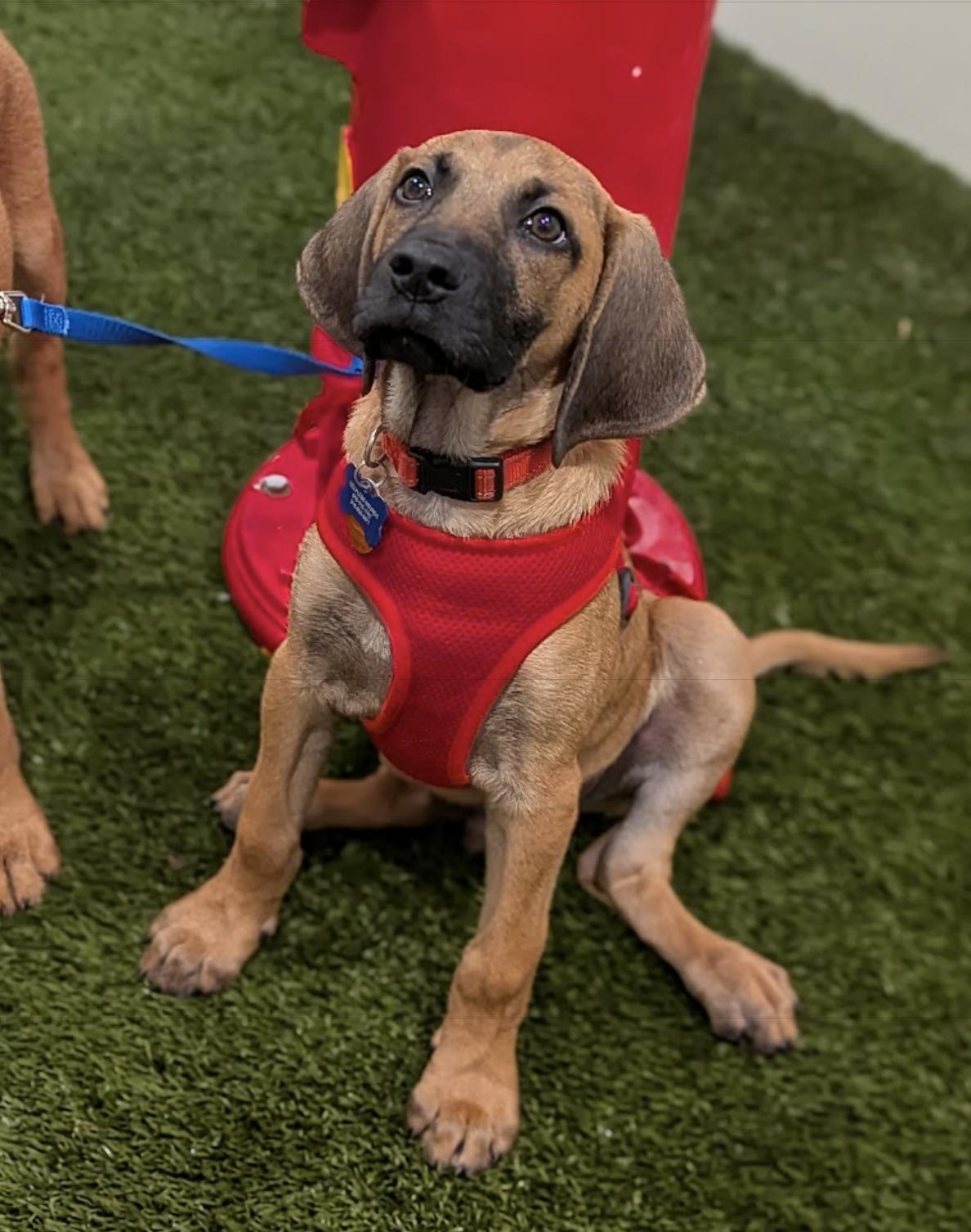Coney, Adoptable, Puppy Male Basset Hound.