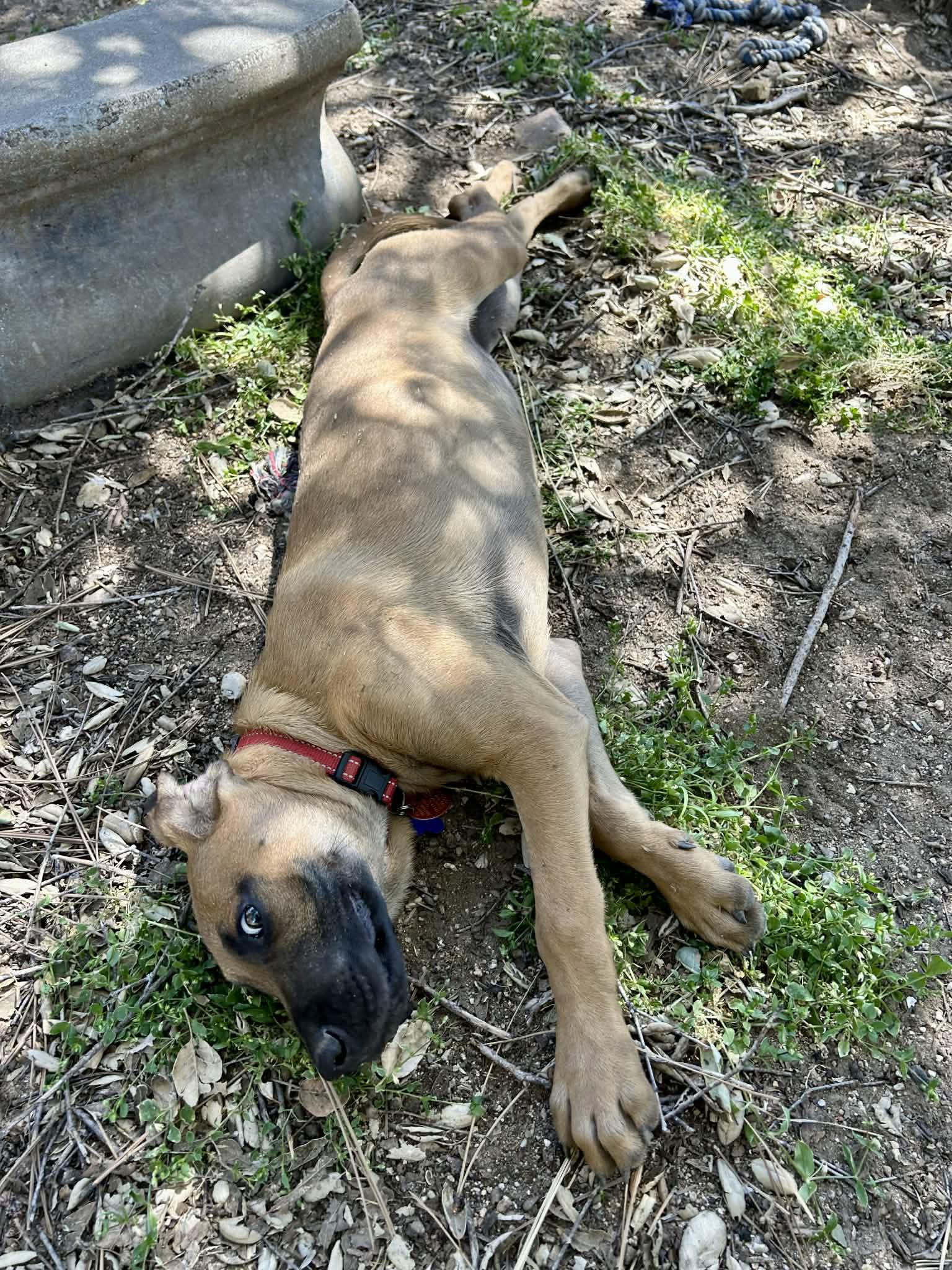 Enlarge Coney, a Adoptable mixed breed in TULSA, OK image 3/6