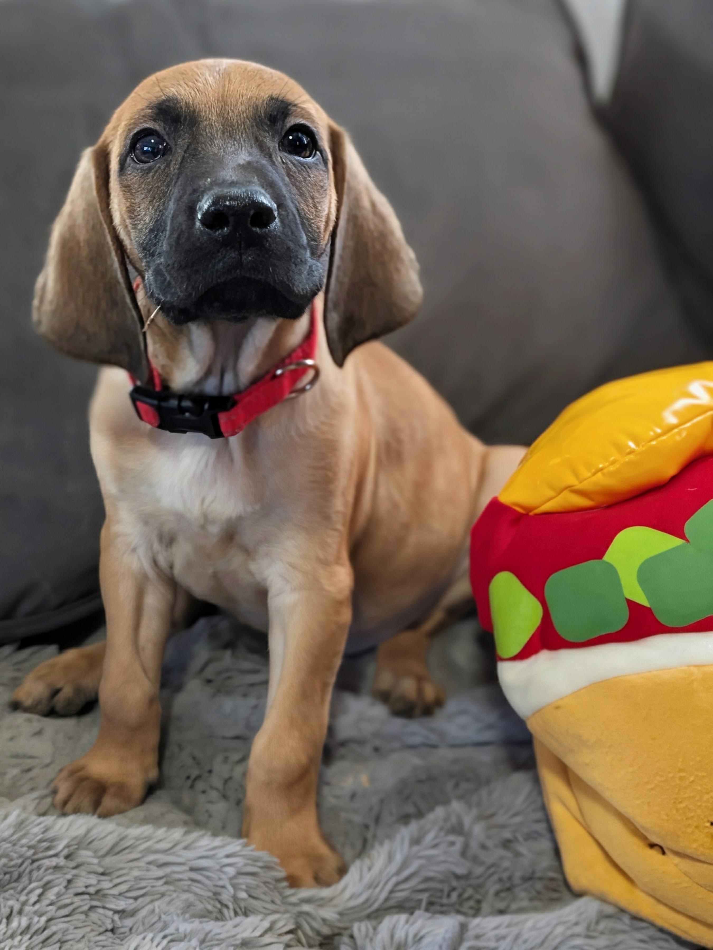 Coney, Adoptable, Puppy Male Basset Hound.