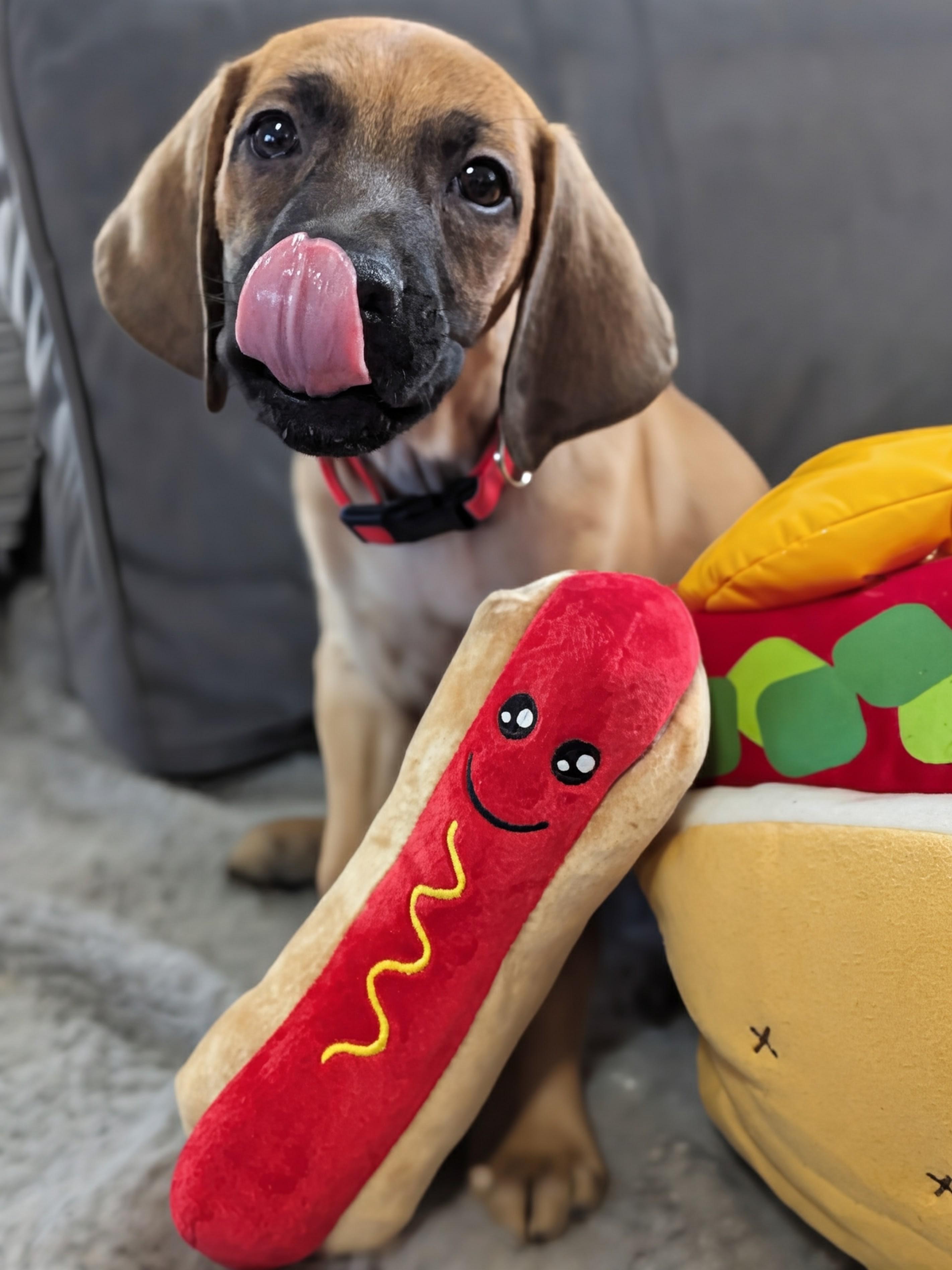 Coney, a Adoptable mixed breed in TULSA, OK image 3/6