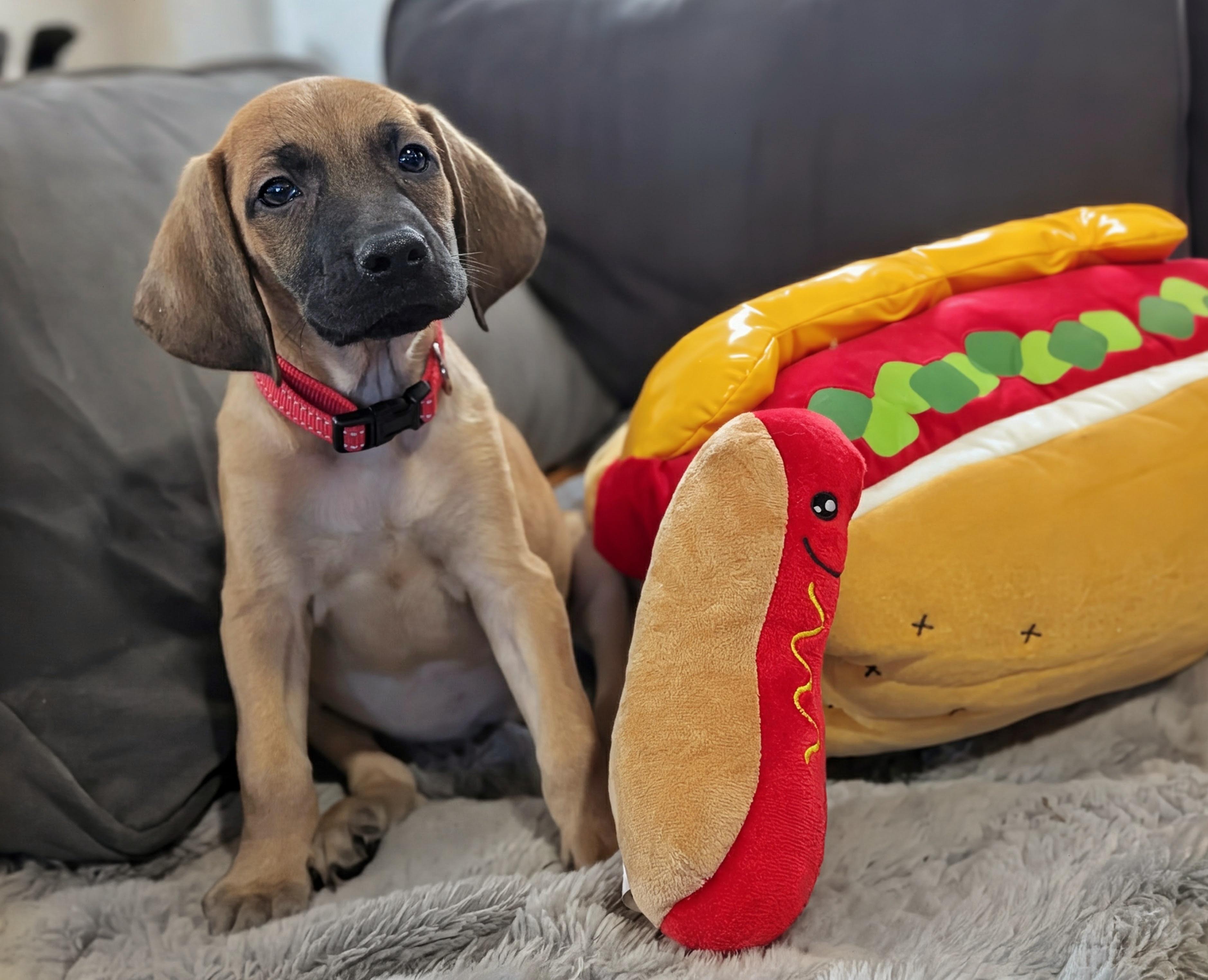 Coney, a Adoptable mixed breed in TULSA, OK image 4/6
