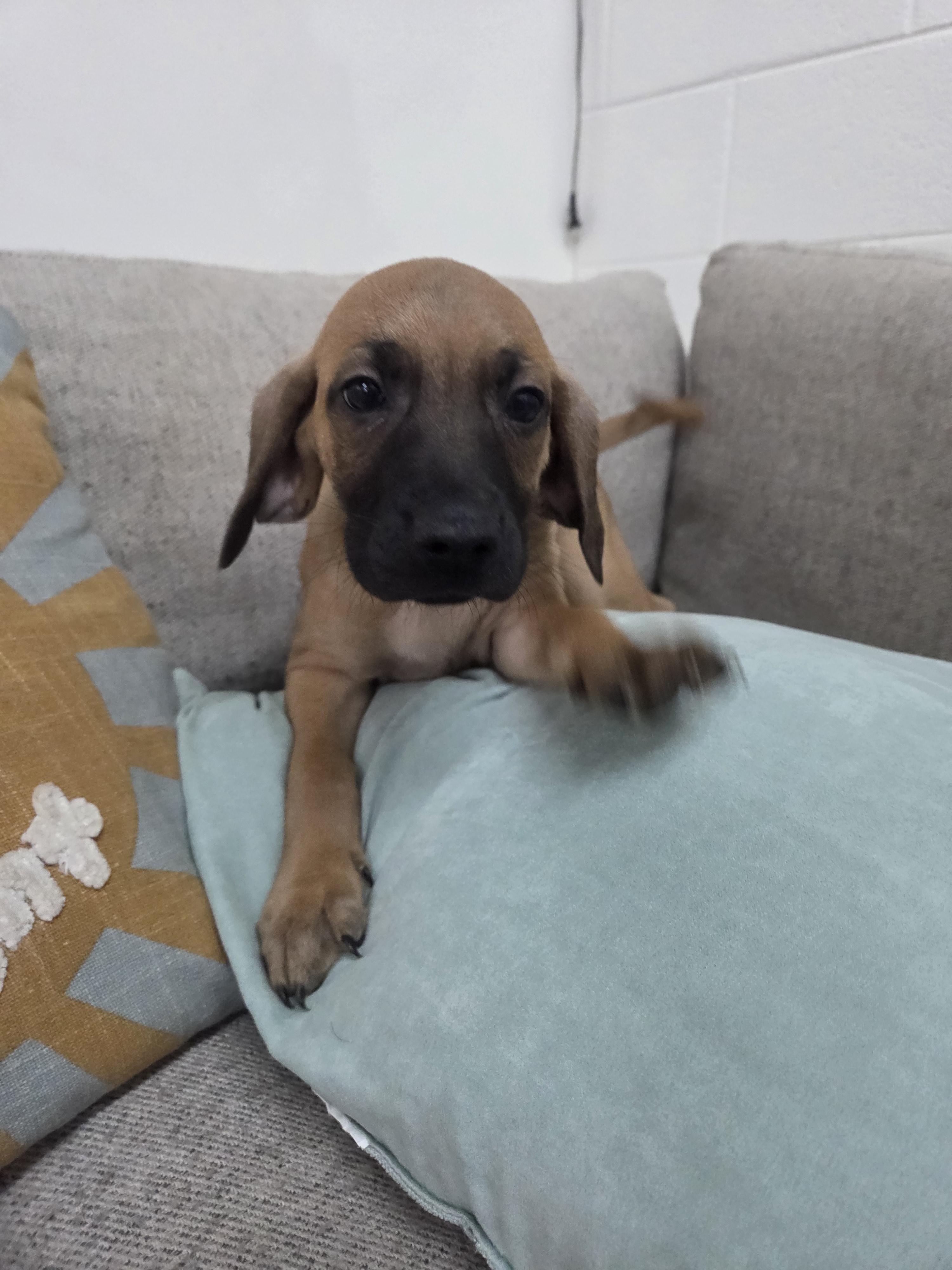 Coney, a Adoptable mixed breed in TULSA, OK image 5/6