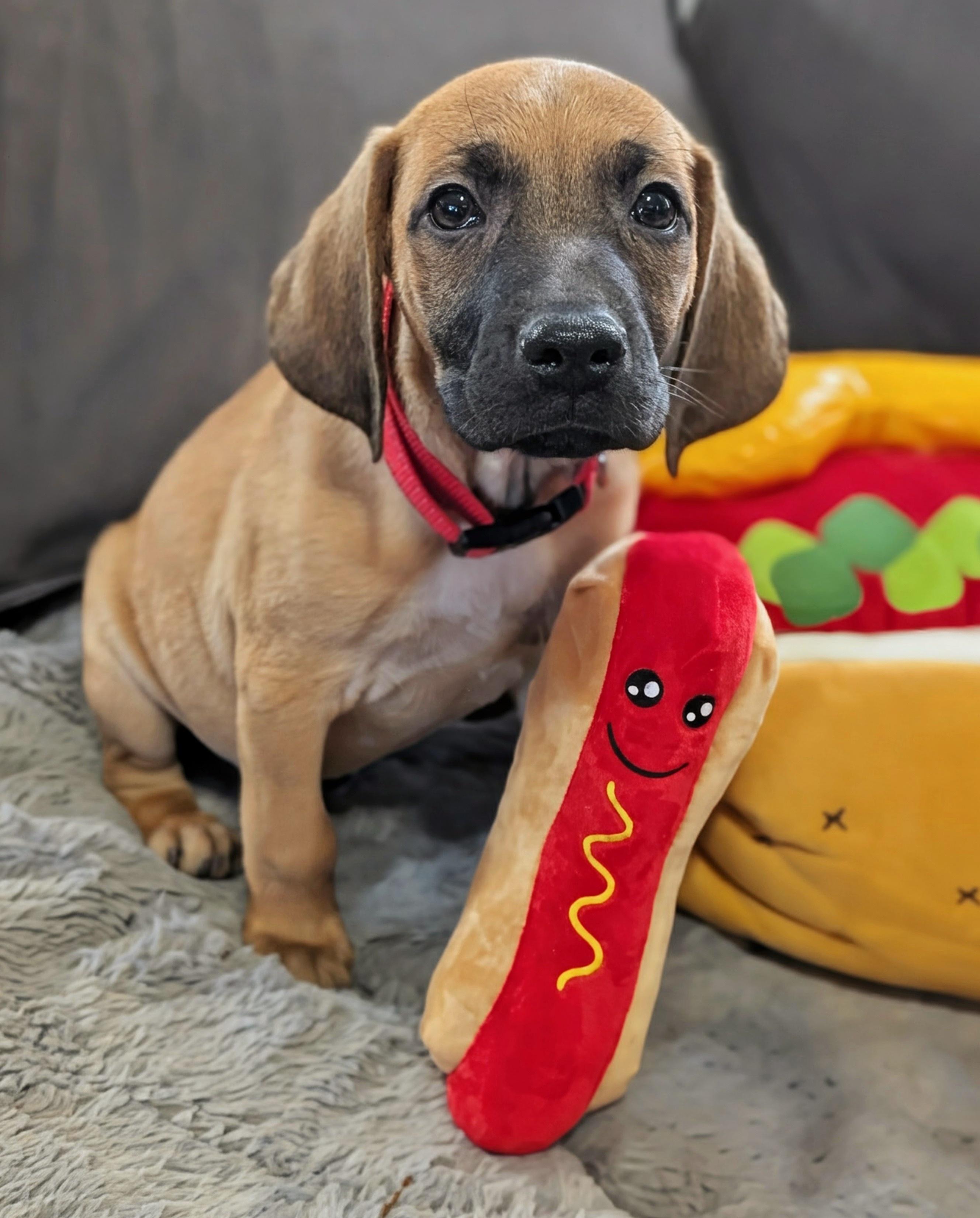 Coney, a Adoptable mixed breed in TULSA, OK image 6/6