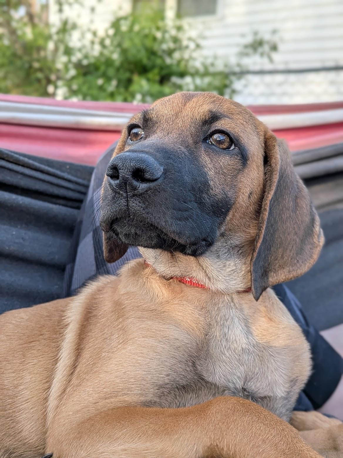 Enlarge Coney, a Adoptable mixed breed in TULSA, OK image 5/6