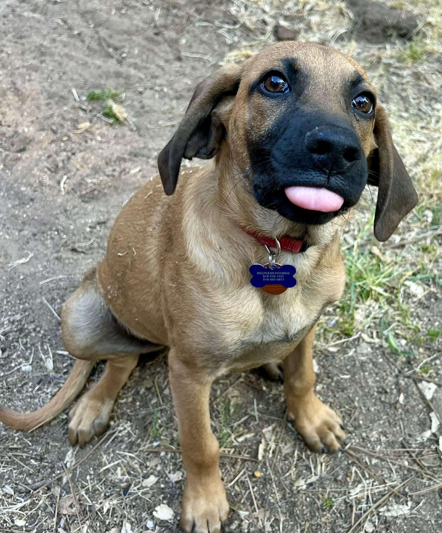 Enlarge Coney, a Adoptable mixed breed in TULSA, OK image 6/6