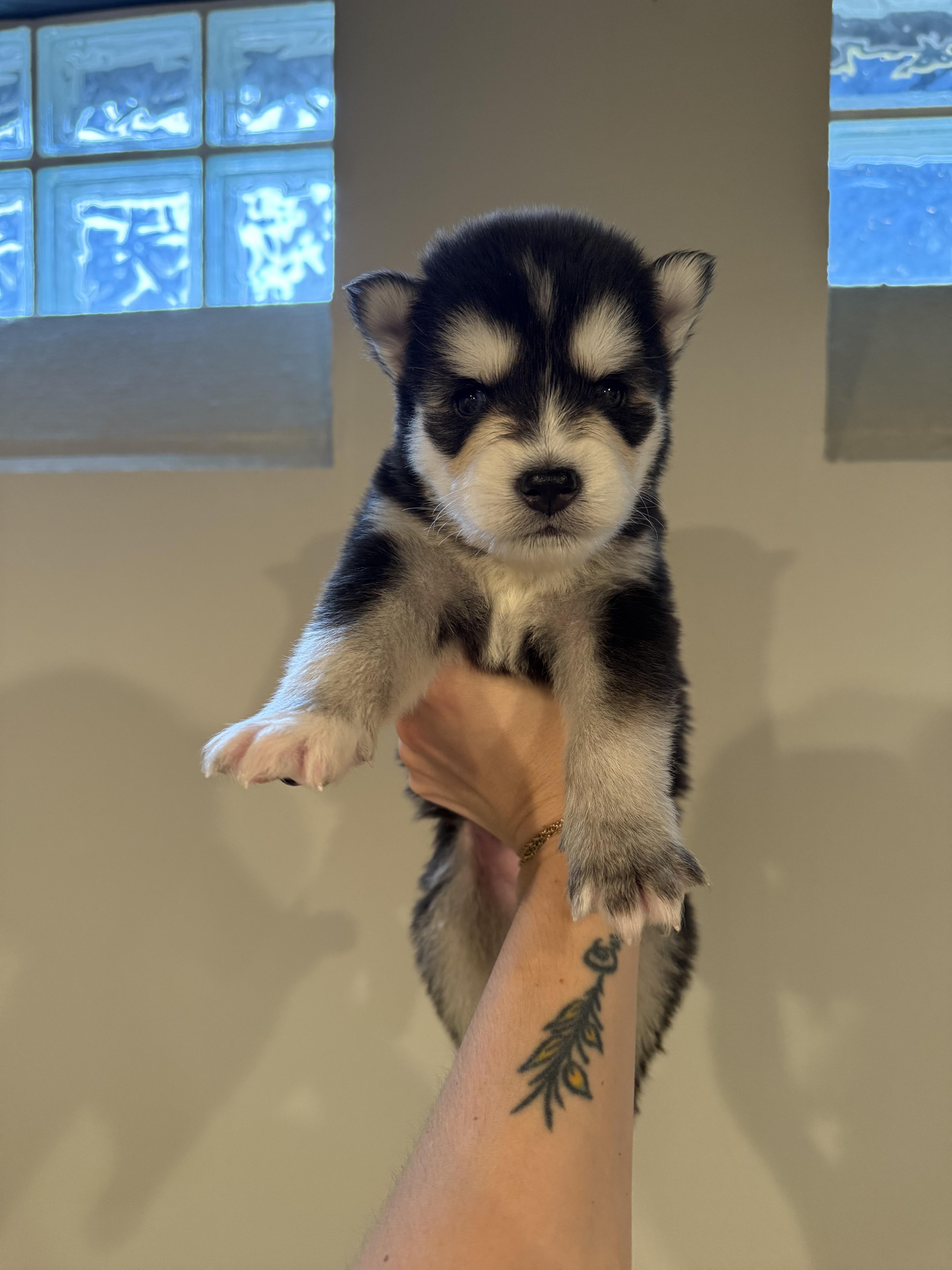 Kona, Adoptable, Puppy Male Husky & German Shepherd Dog.