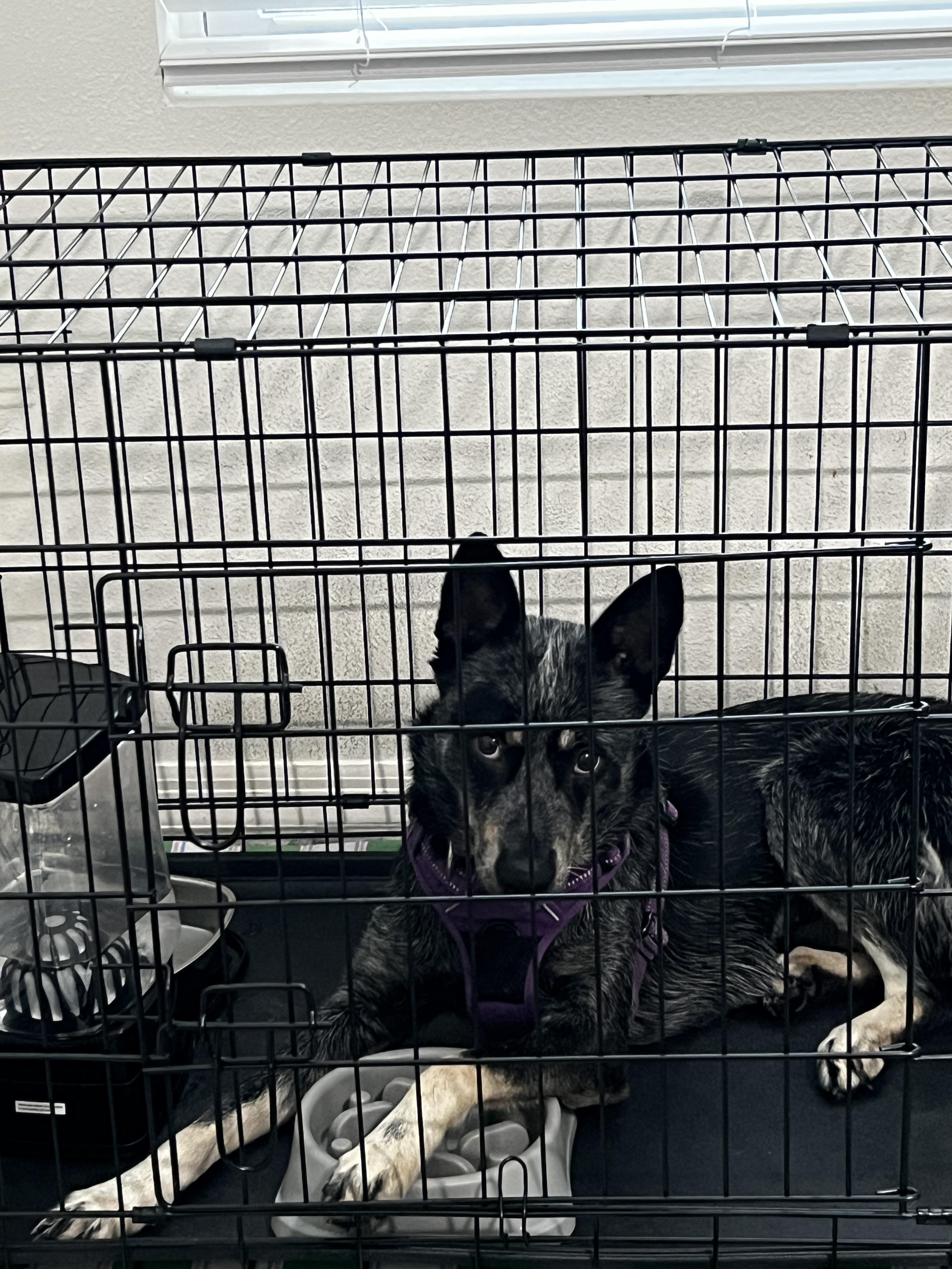 Langley, Adoptable, Young Female Australian Cattle Dog / Blue Heeler.