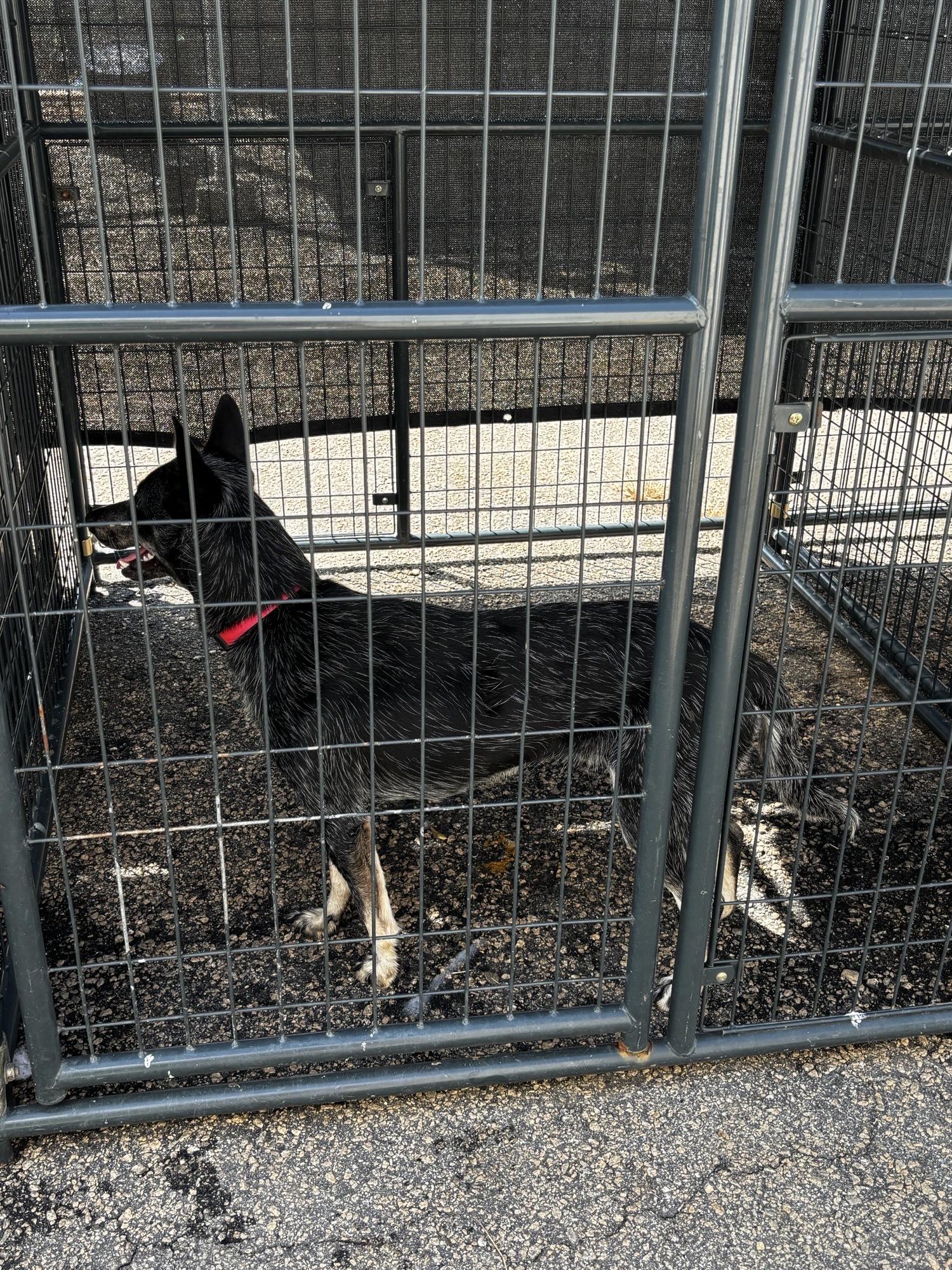 Enlarge Langley, a Adoptable Australian Cattle Dog / Blue Heeler in Parrish, FL image 2/6