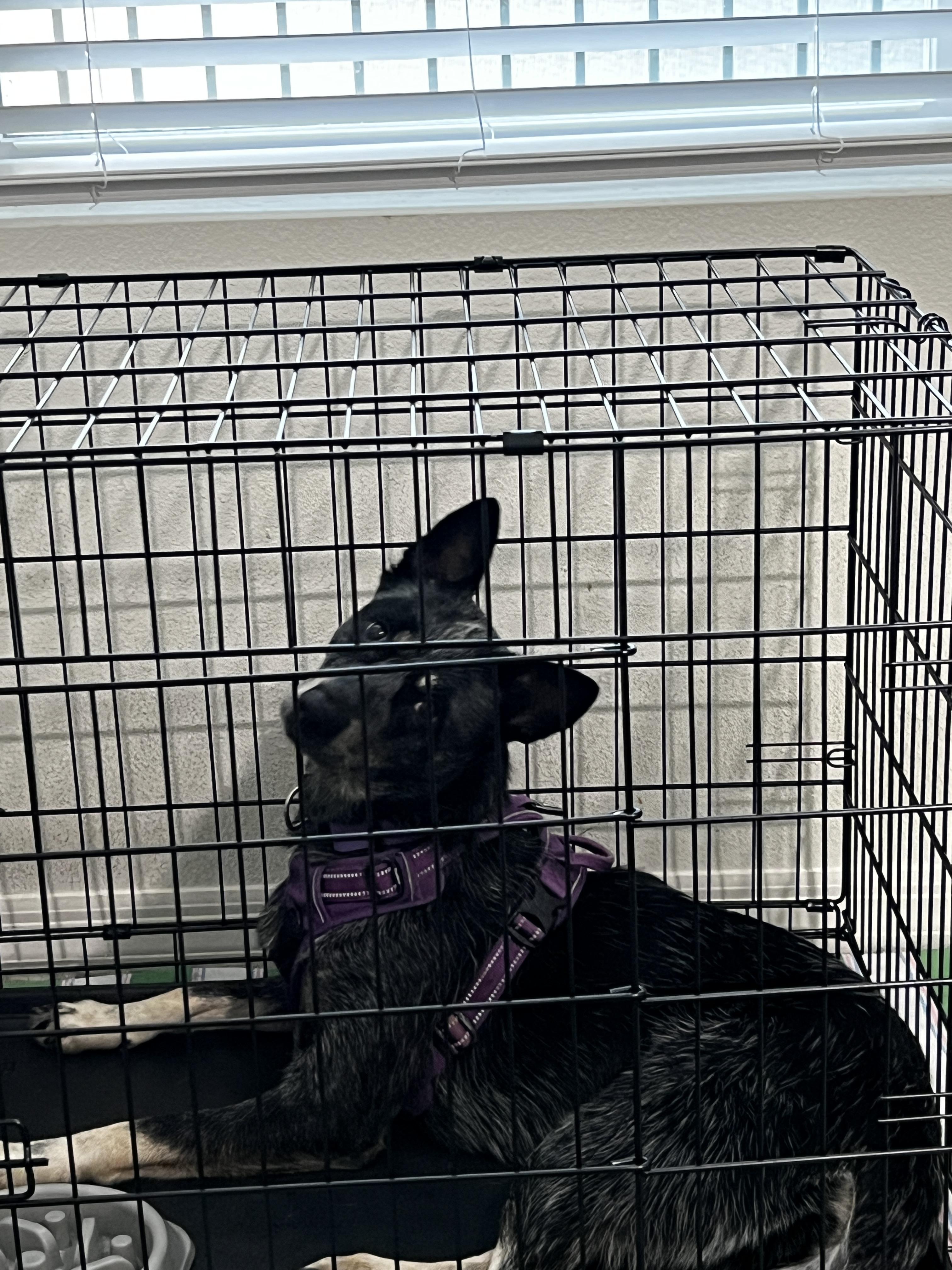 Enlarge Langley, a Adoptable Australian Cattle Dog / Blue Heeler in Parrish, FL image 3/6