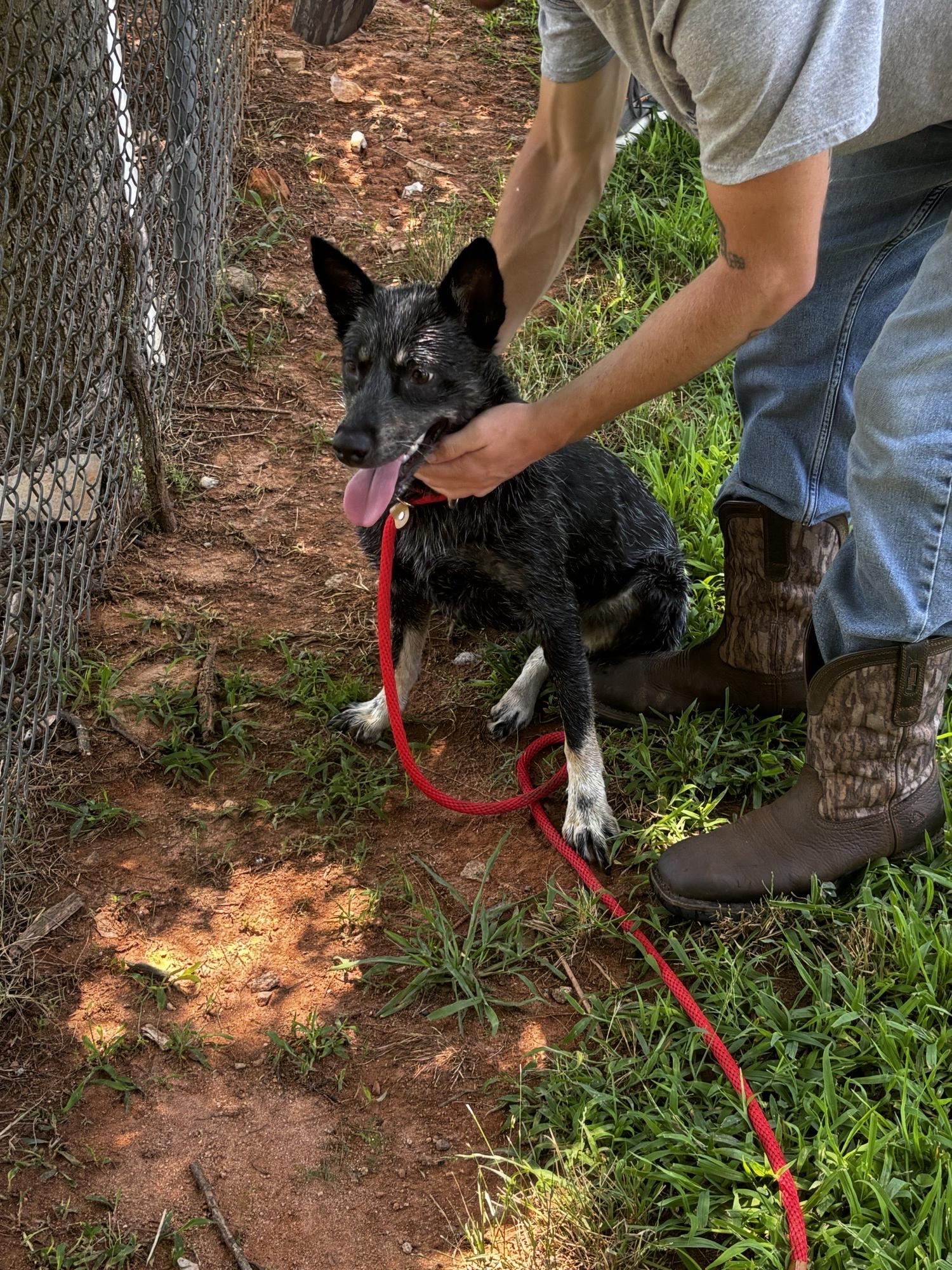 Enlarge Langley, a Adoptable Australian Cattle Dog / Blue Heeler in Parrish, FL image 4/6