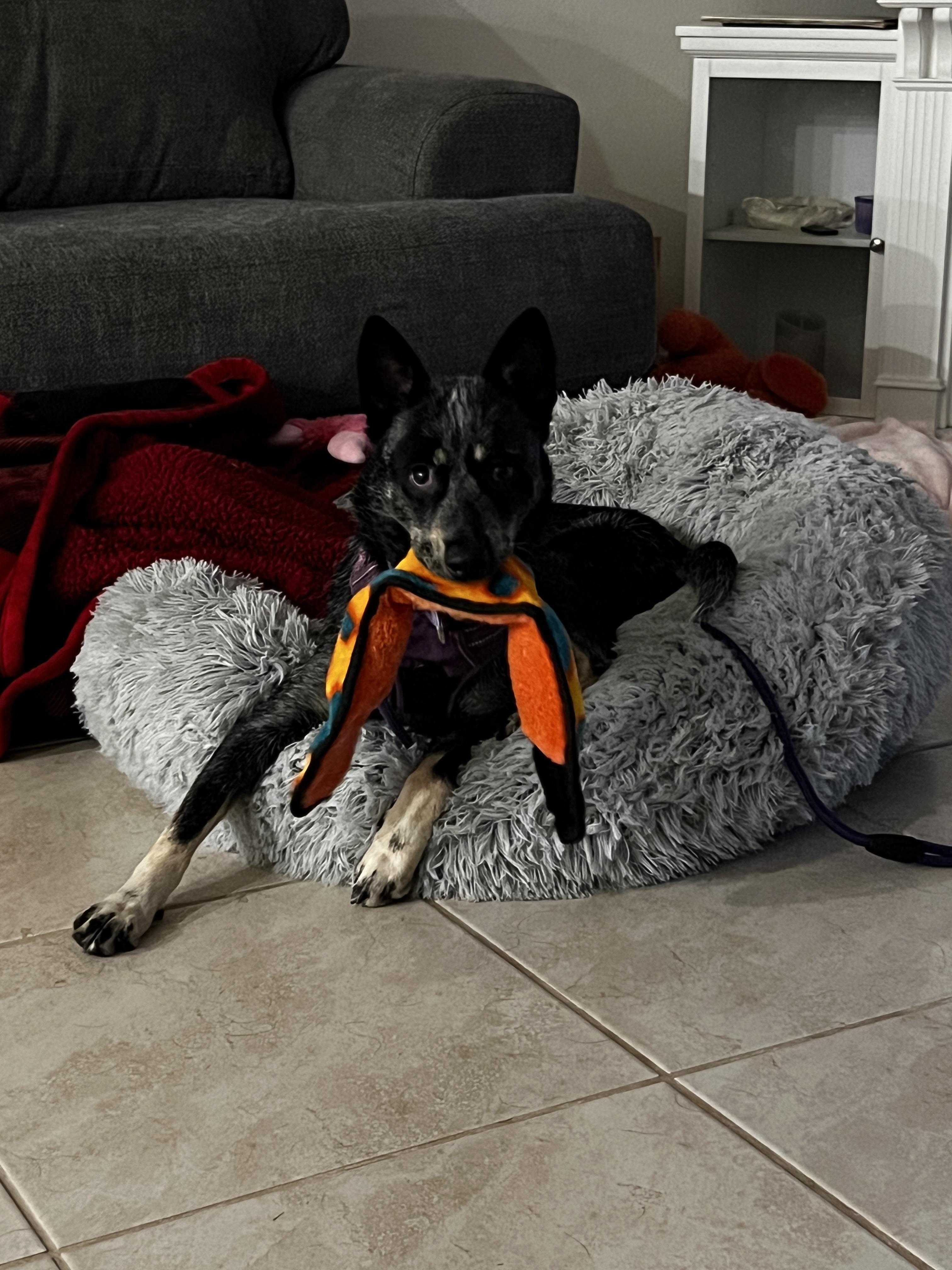 Enlarge Langley, a Adoptable Australian Cattle Dog / Blue Heeler in Parrish, FL image 5/6