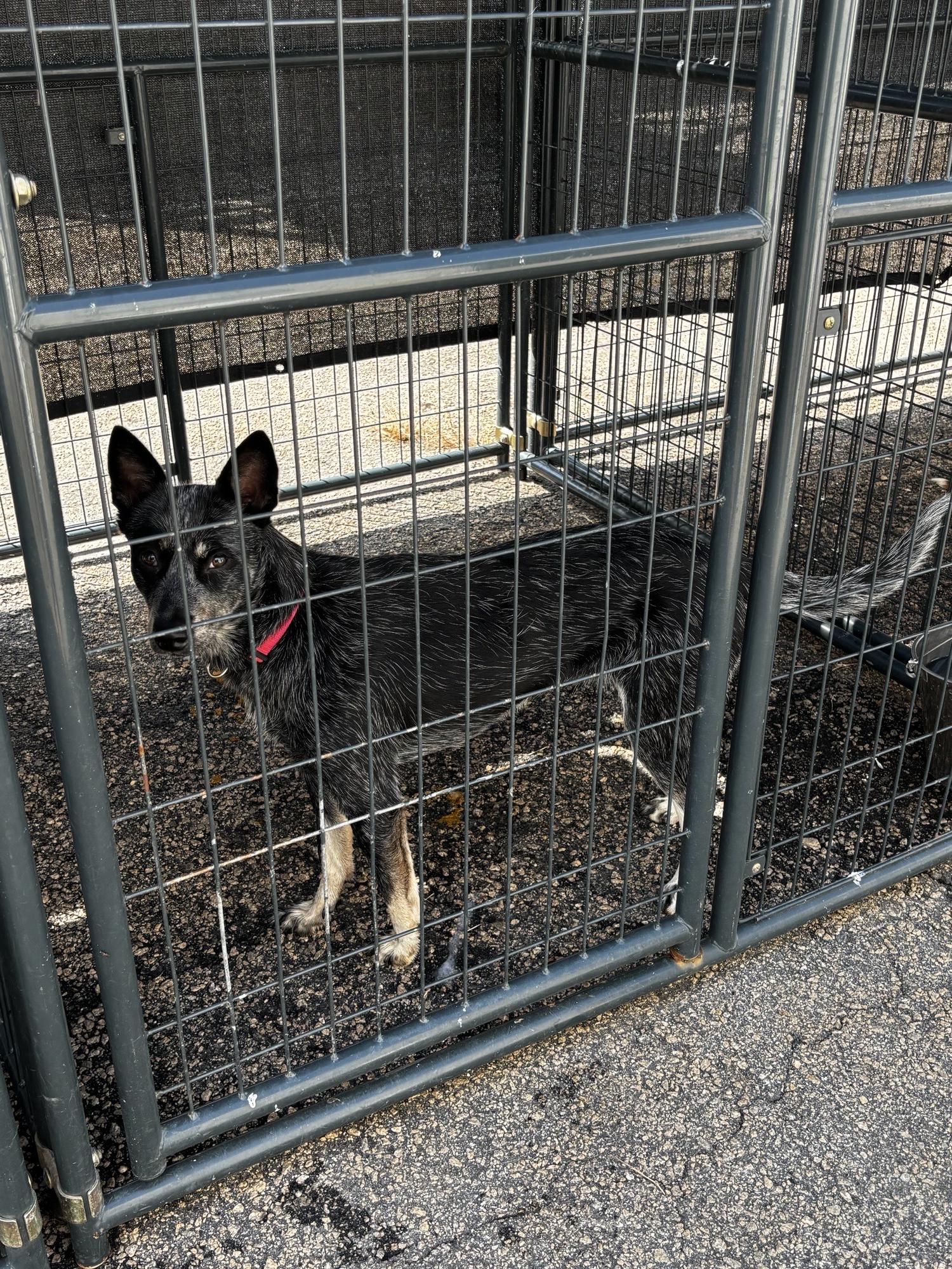 Enlarge Langley, a Adoptable Australian Cattle Dog / Blue Heeler in Parrish, FL image 6/6