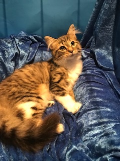 Fuzzee photo 2