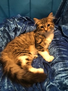 Fuzzee