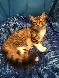 Fuzzee photo 4