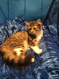 Fuzzee photo 3