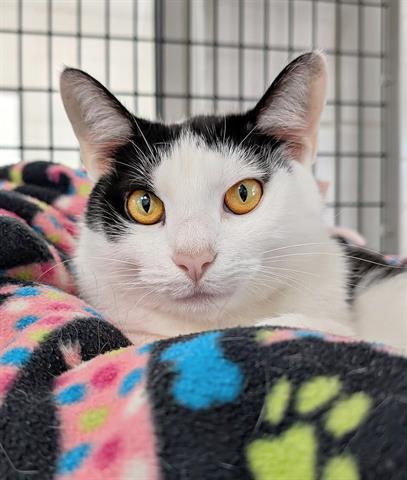 Enlarge GRETCHEN, a Adoptable Domestic Short Hair in Canfield, OH image 1/1