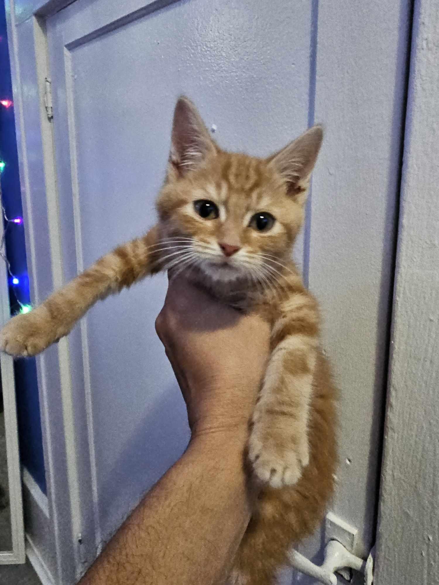 Nacho, Adopted, Adult Male Domestic Short Hair.