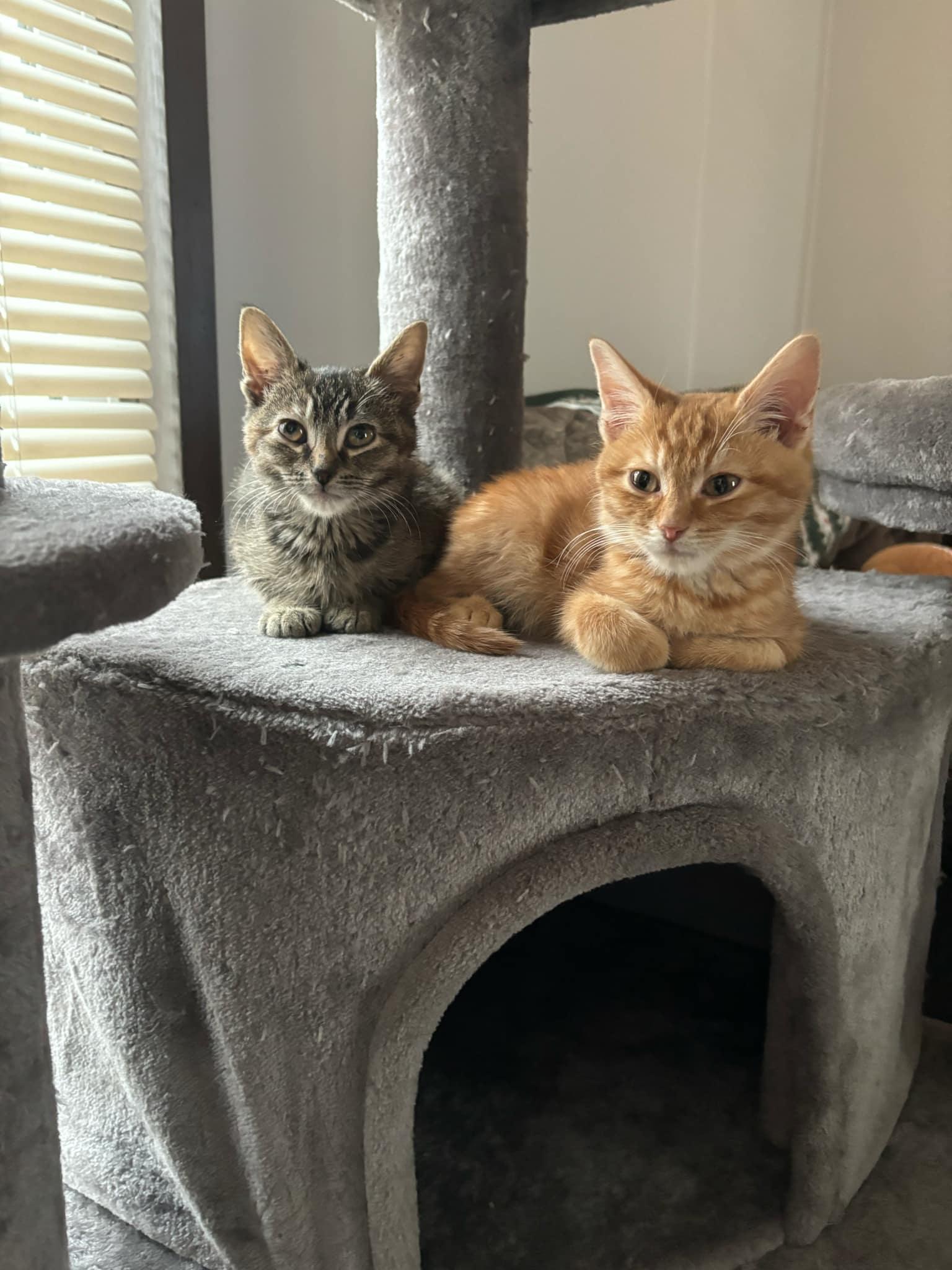 Enlarge Nacho, a Adopted Domestic Short Hair in Troy, MI image 2/4