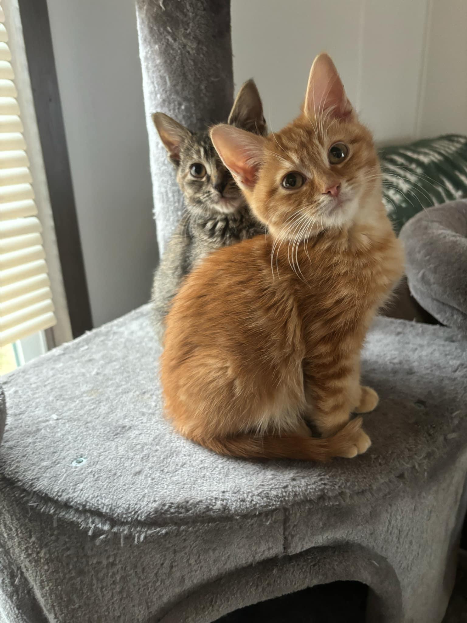 Enlarge Nacho, a Adopted Domestic Short Hair in Troy, MI image 3/4