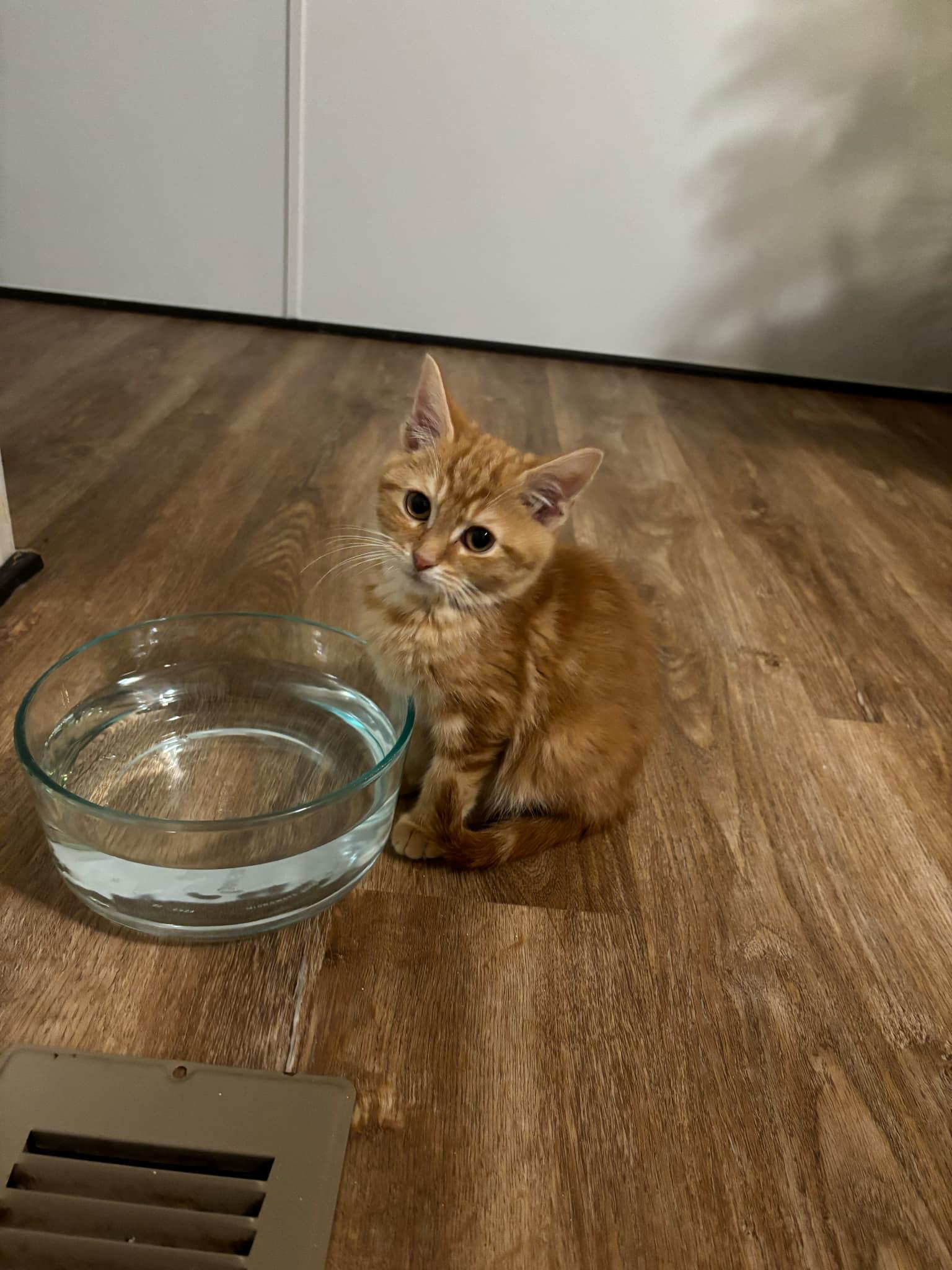 Enlarge Nacho, a Adopted Domestic Short Hair in Troy, MI image 4/4