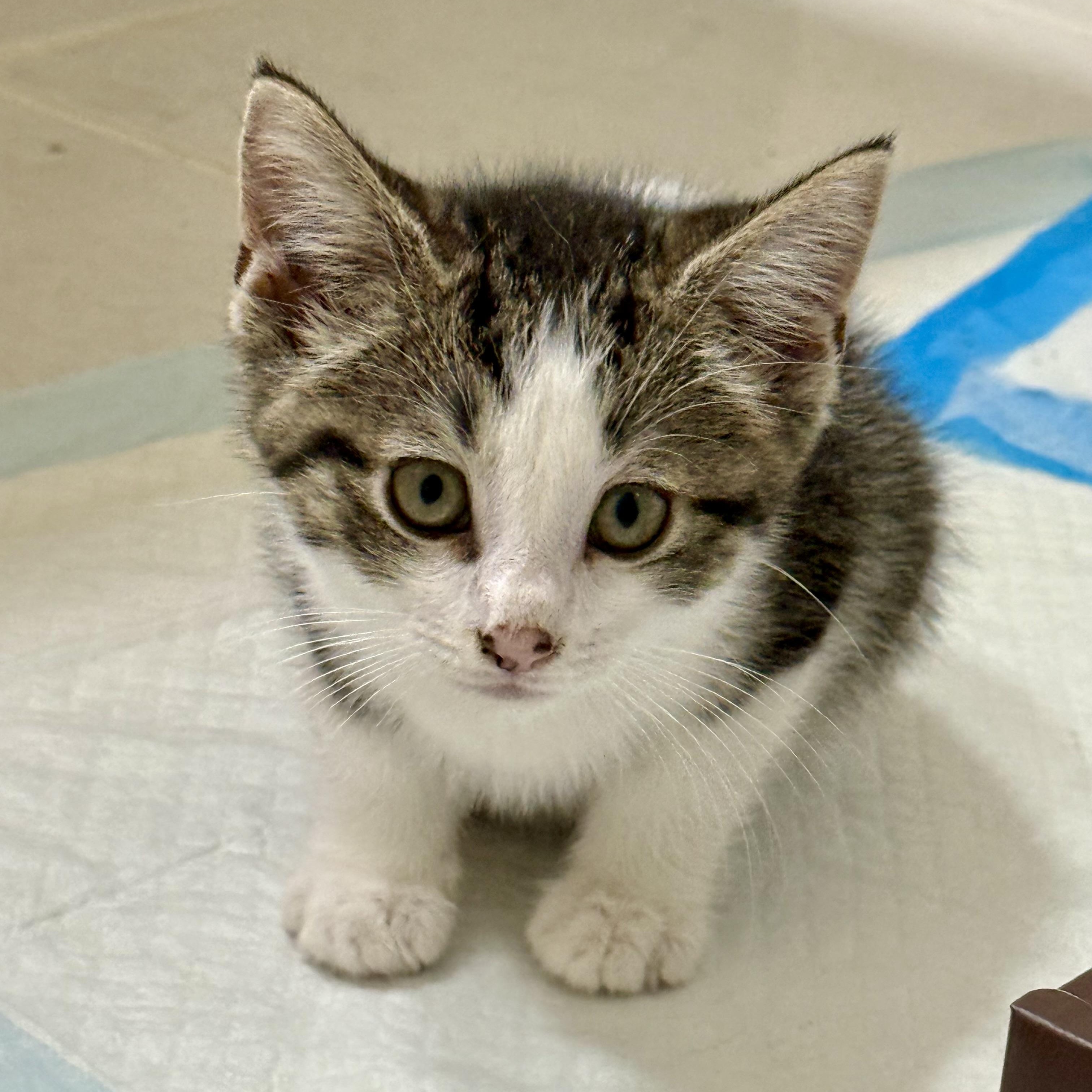 Brigade, Baby Male Domestic Short Hair