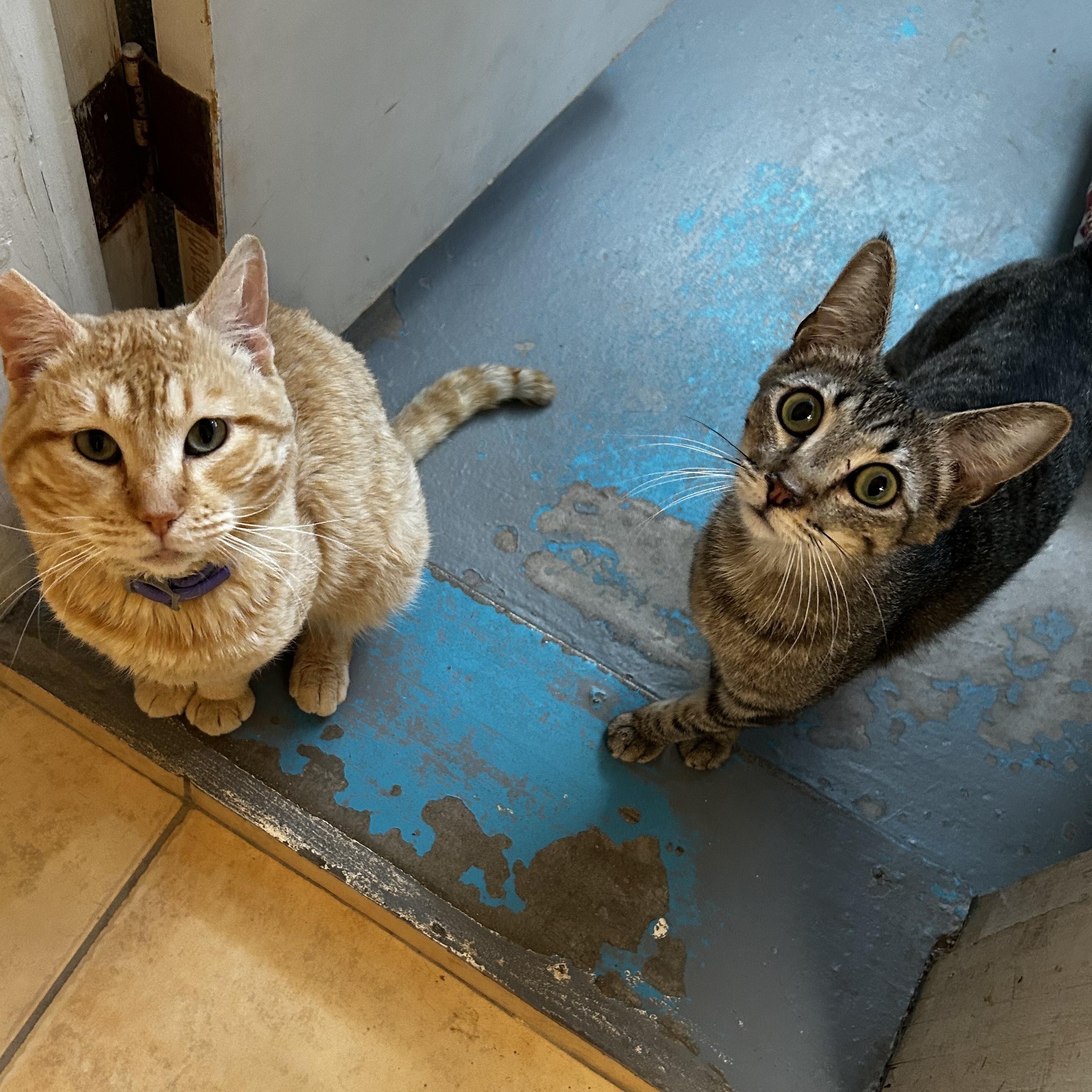 Cotton, Adoptable, Adult Male Domestic Short Hair.