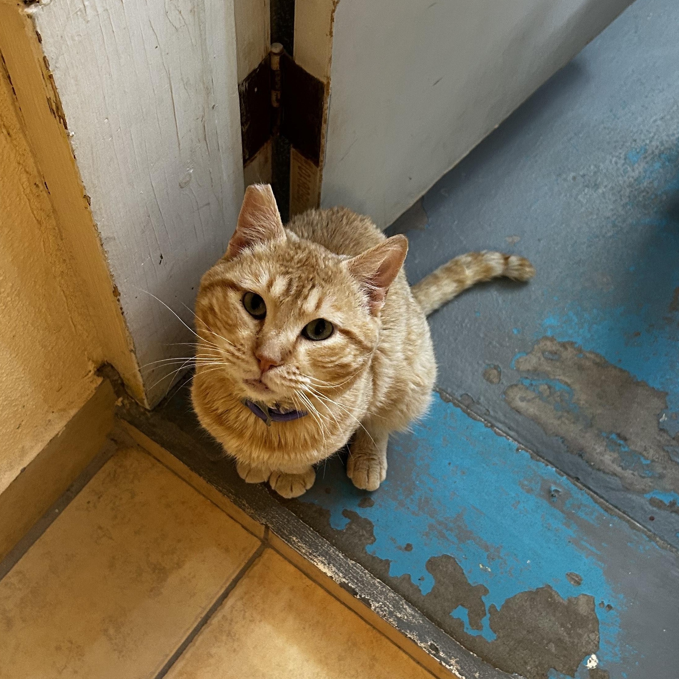 Cotton, a Adoptable mixed breed image 2/2