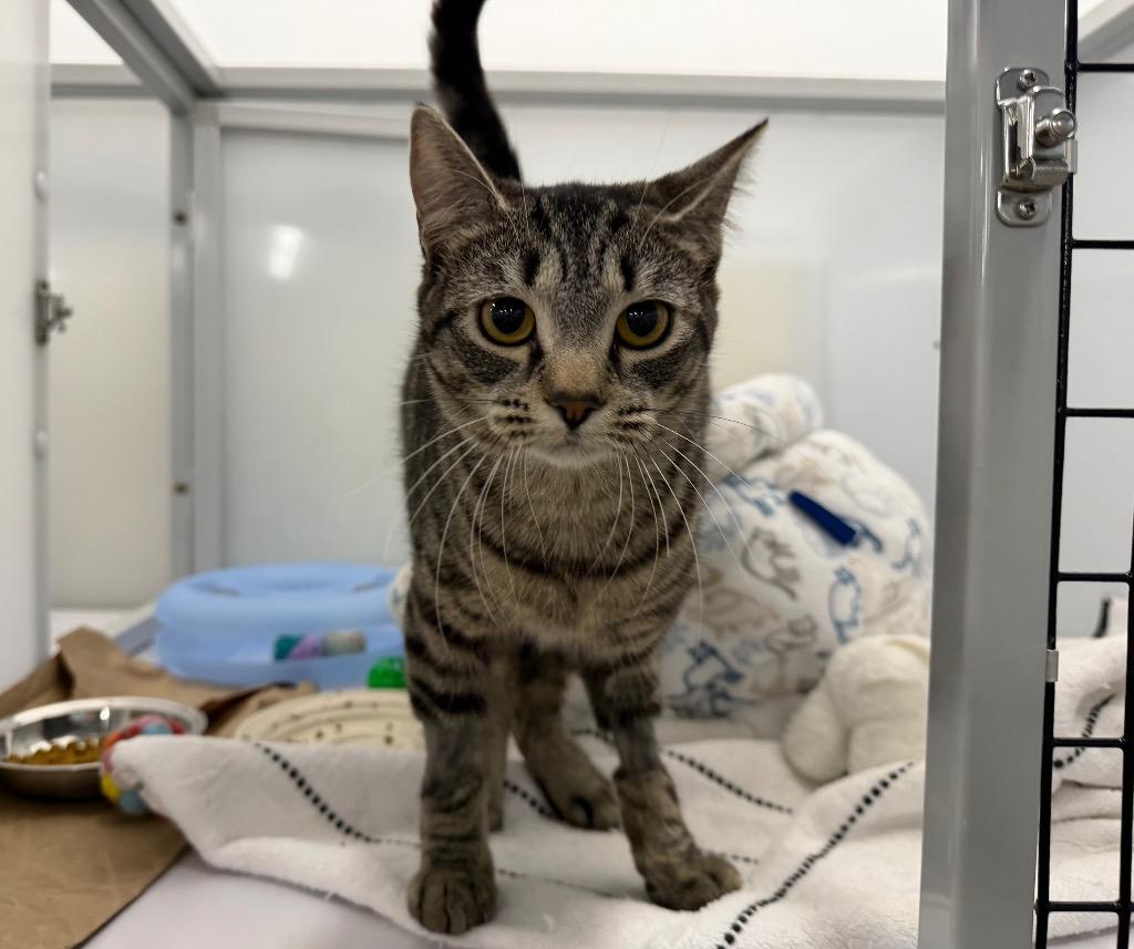 Pipette, Adoptable, Young Female Domestic Short Hair.