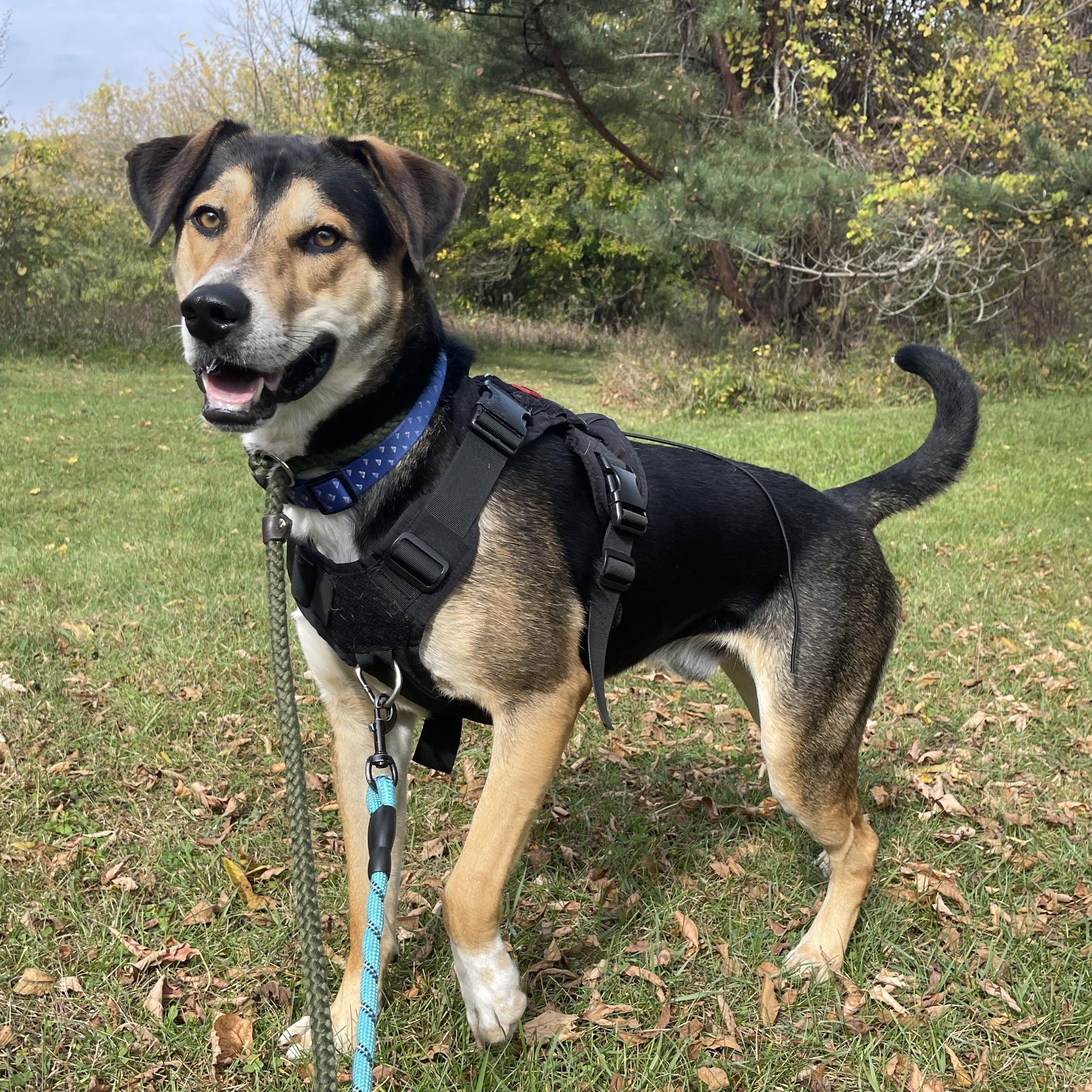 Enlarge Tontu, a Adoptable mixed breed in Allegan, MI image 3/6