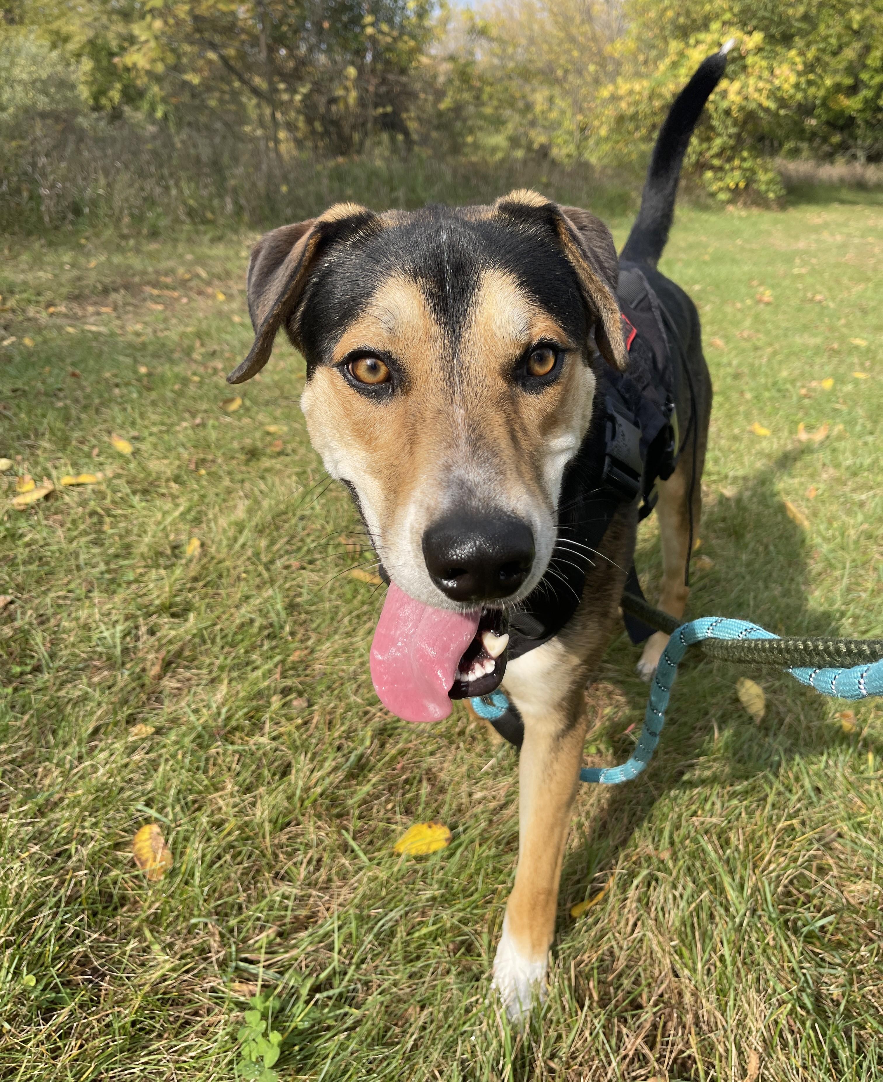 Enlarge Tontu, a Adoptable mixed breed in Allegan, MI image 6/6