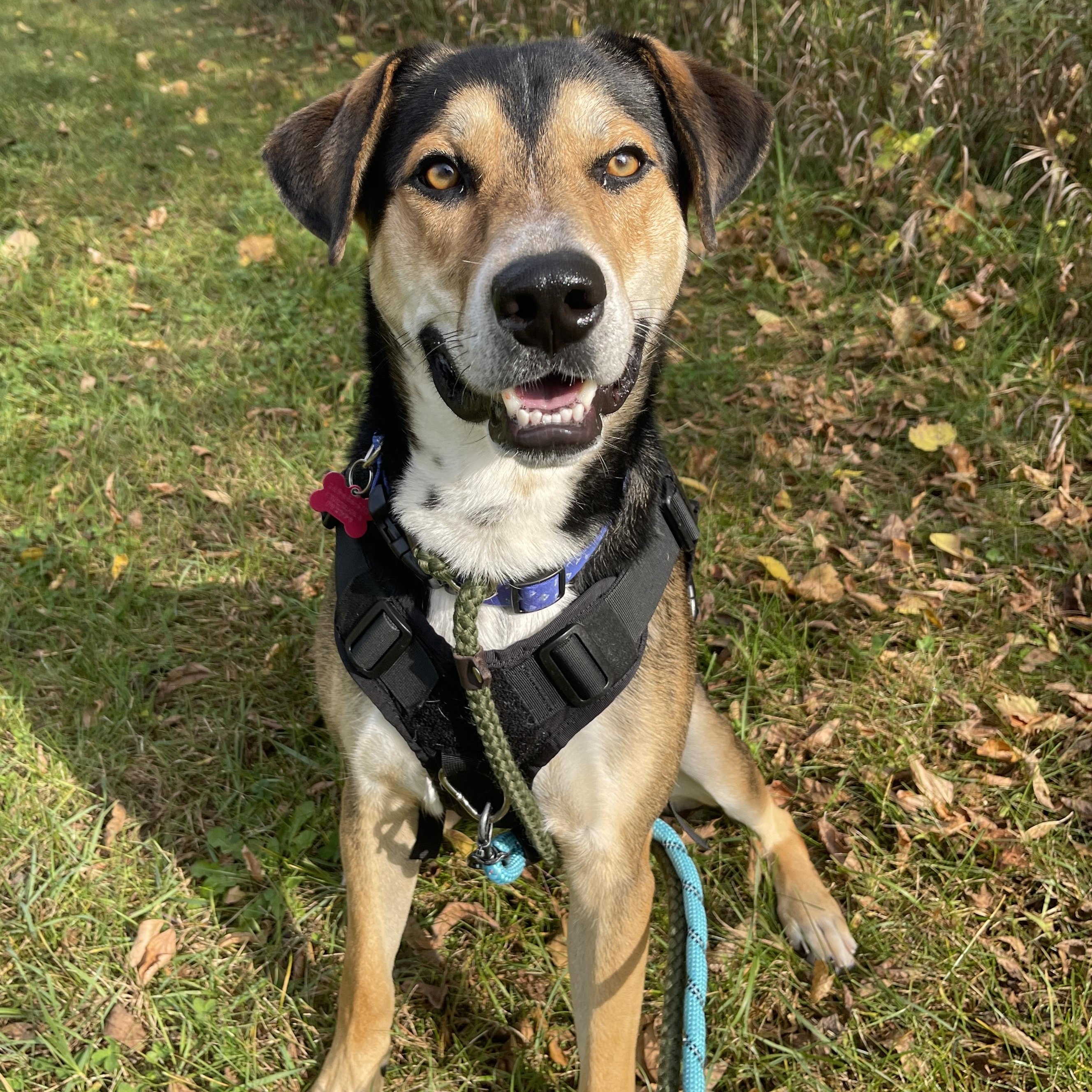 Enlarge Tontu, a Adoptable mixed breed in Allegan, MI image 1/6