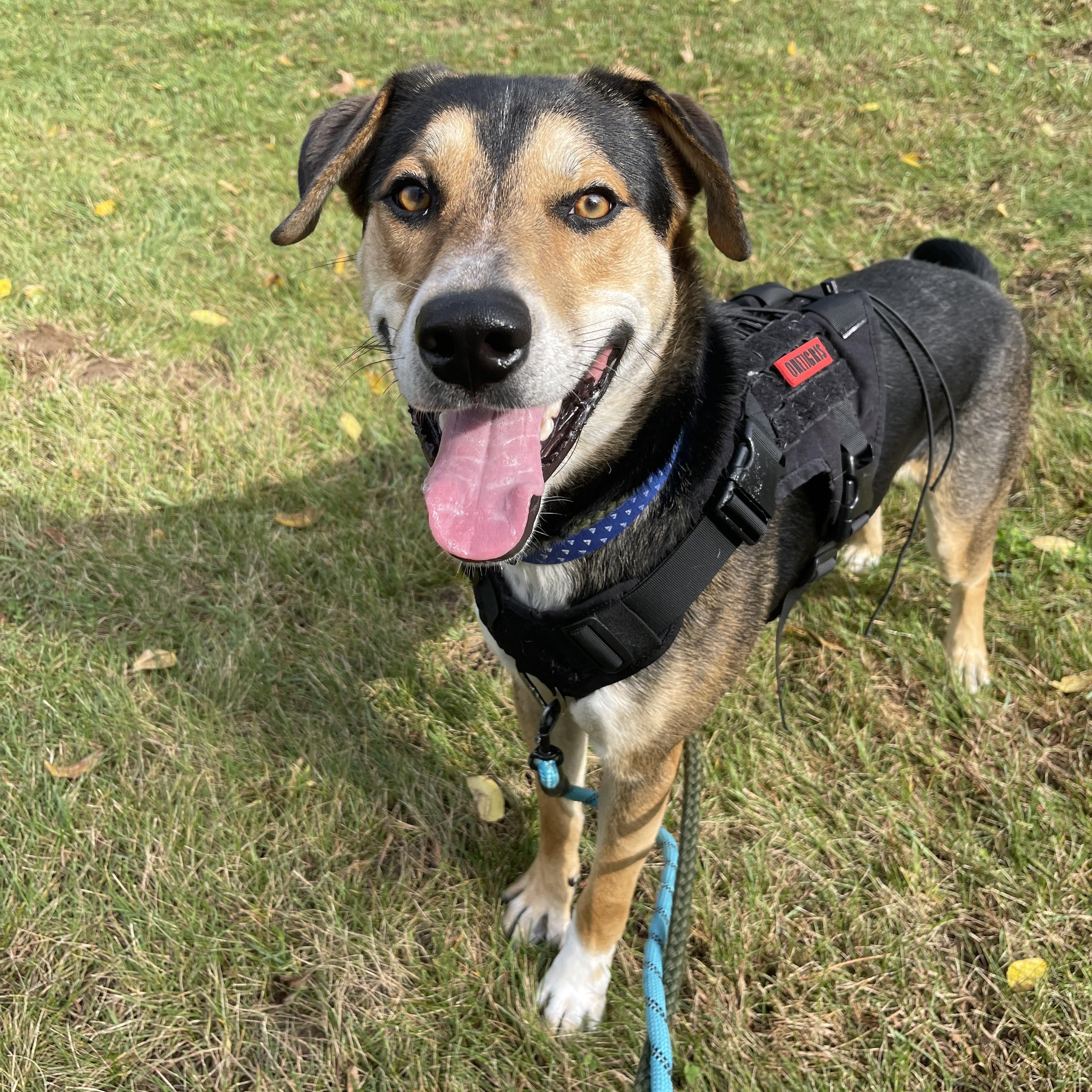 Enlarge Tontu, a Adoptable mixed breed in Allegan, MI image 2/6