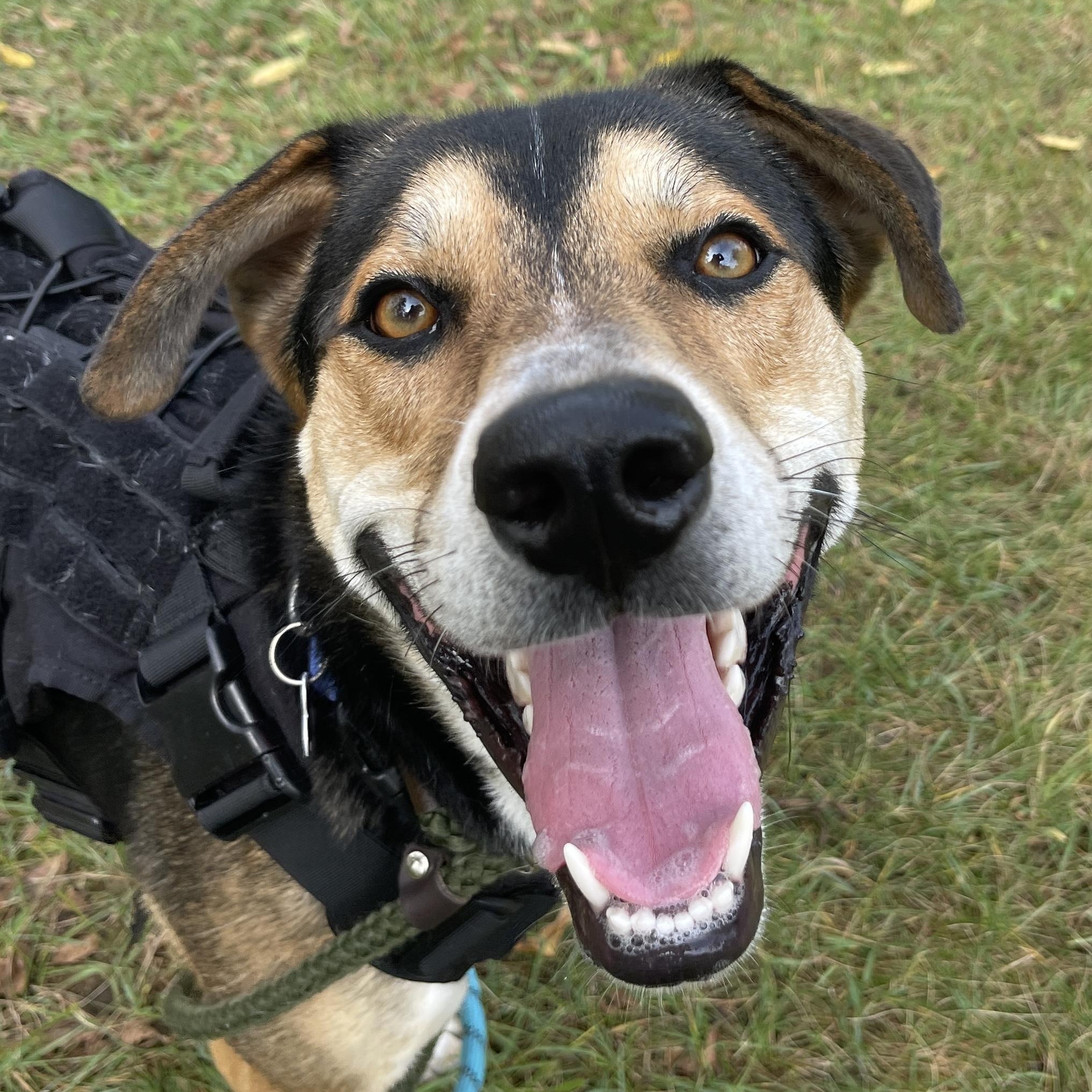 Enlarge Tontu, a Adoptable mixed breed in Allegan, MI image 4/6