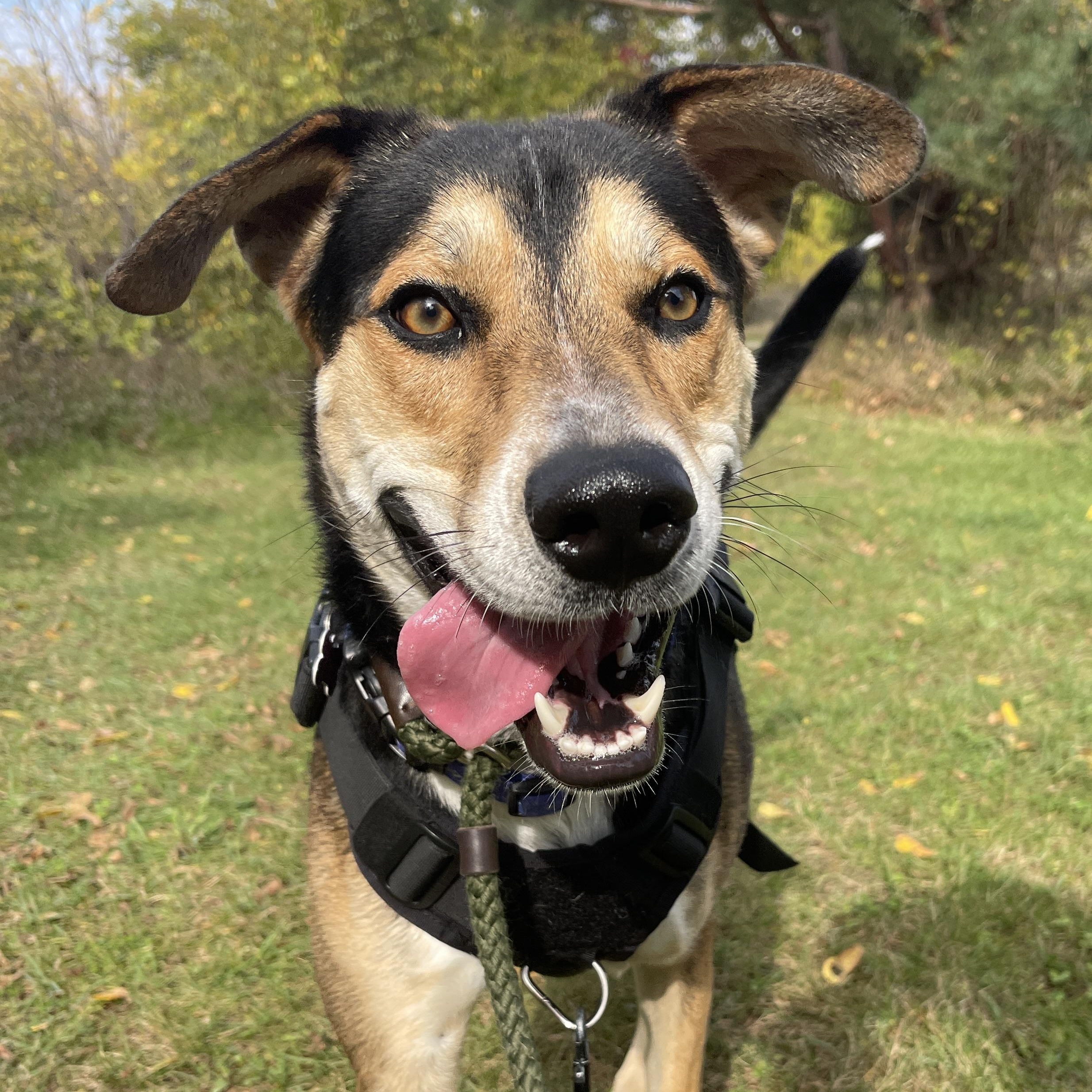 Enlarge Tontu, a Adoptable mixed breed in Allegan, MI image 5/6