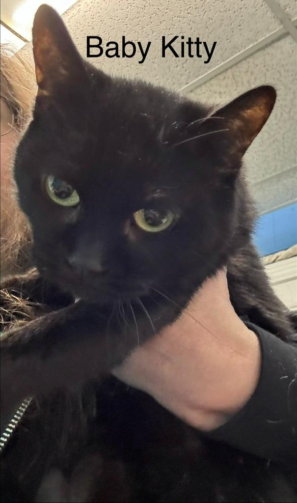 Baby Kitty, Adoptable, Adult Female Domestic Short Hair.