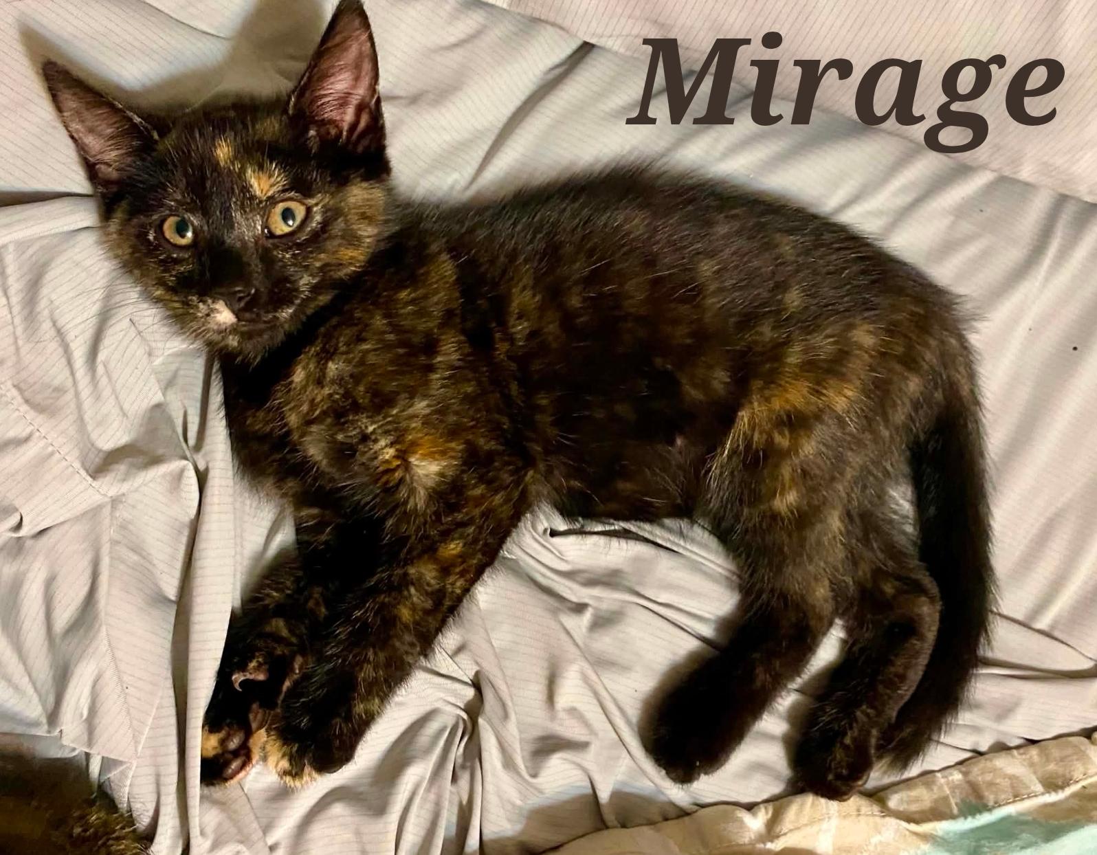 Enlarge Mirage, a ADOPTABLE Domestic Short Hair in Lansdowne, PA image 1/1