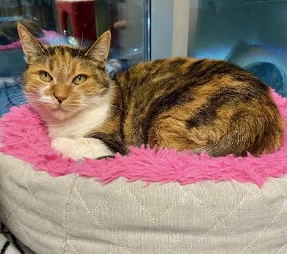 Enlarge Mable *solo kitty, an adopted mixed breed in Toronto, ON image 4/6