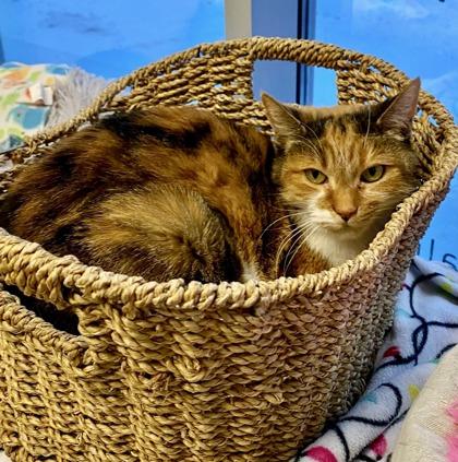 Enlarge Mable *solo kitty, an adopted mixed breed in Toronto, ON image 3/6