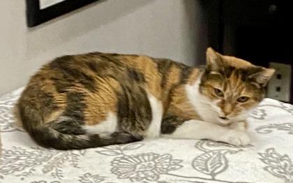 Enlarge Mable *solo kitty, an adopted mixed breed in Toronto, ON image 6/6