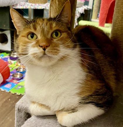 Enlarge Mable *solo kitty, an adopted mixed breed in Toronto, ON image 5/6