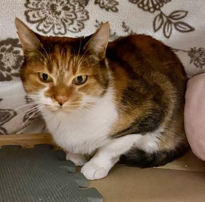 Enlarge Mable *solo kitty, an adopted mixed breed in Toronto, ON image 2/6