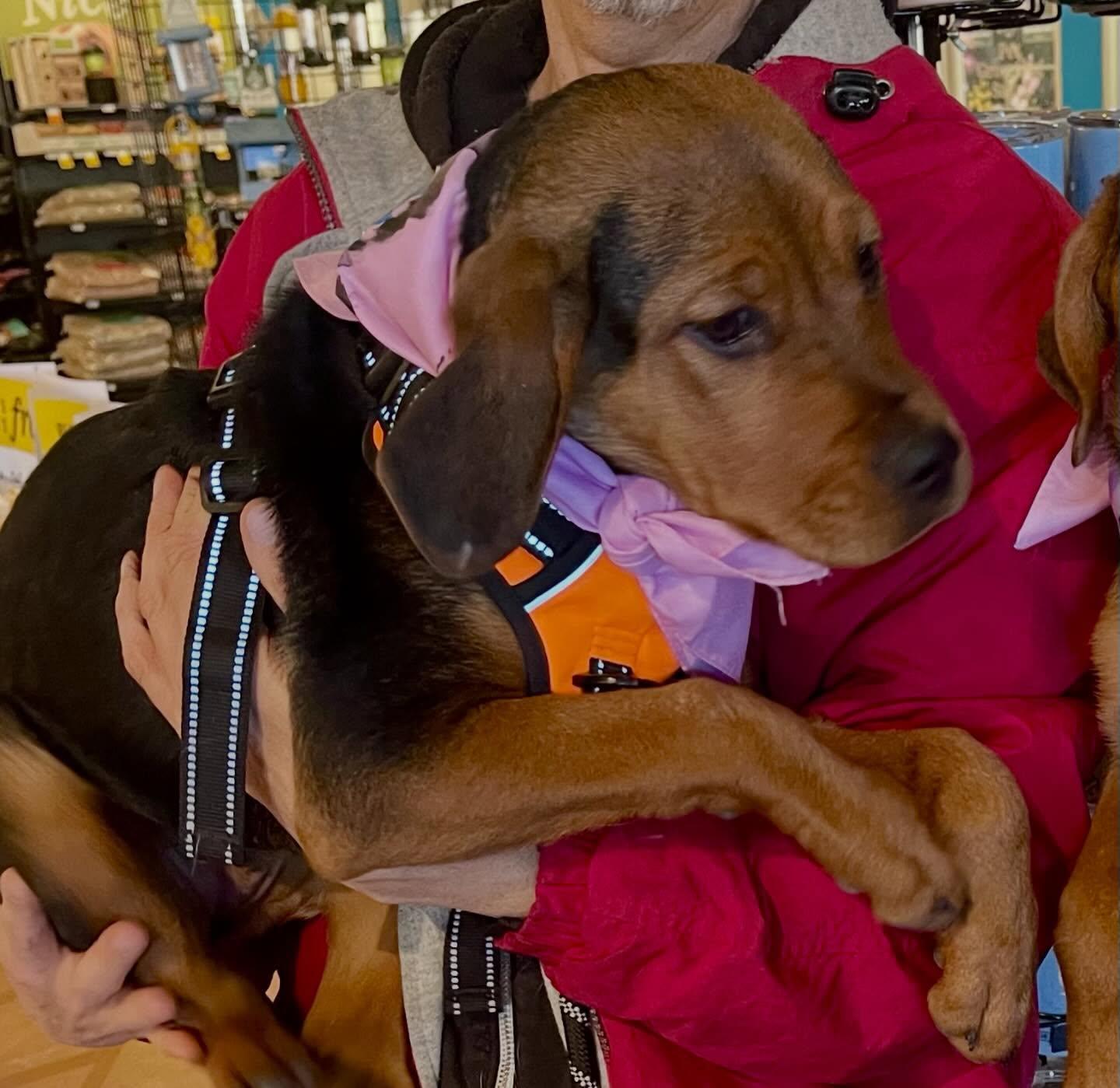 Glory, a ADOPTABLE mixed breed in Raleigh, NC image 5/6